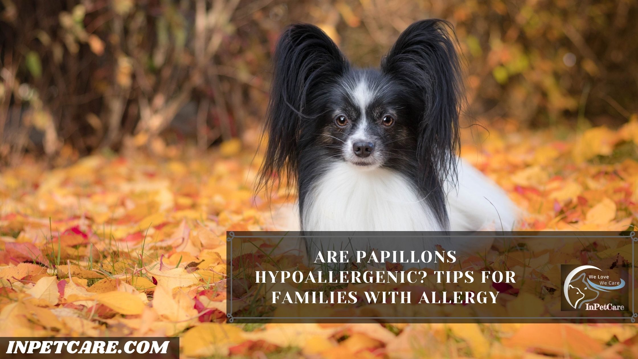 are papillon hypoallergenic