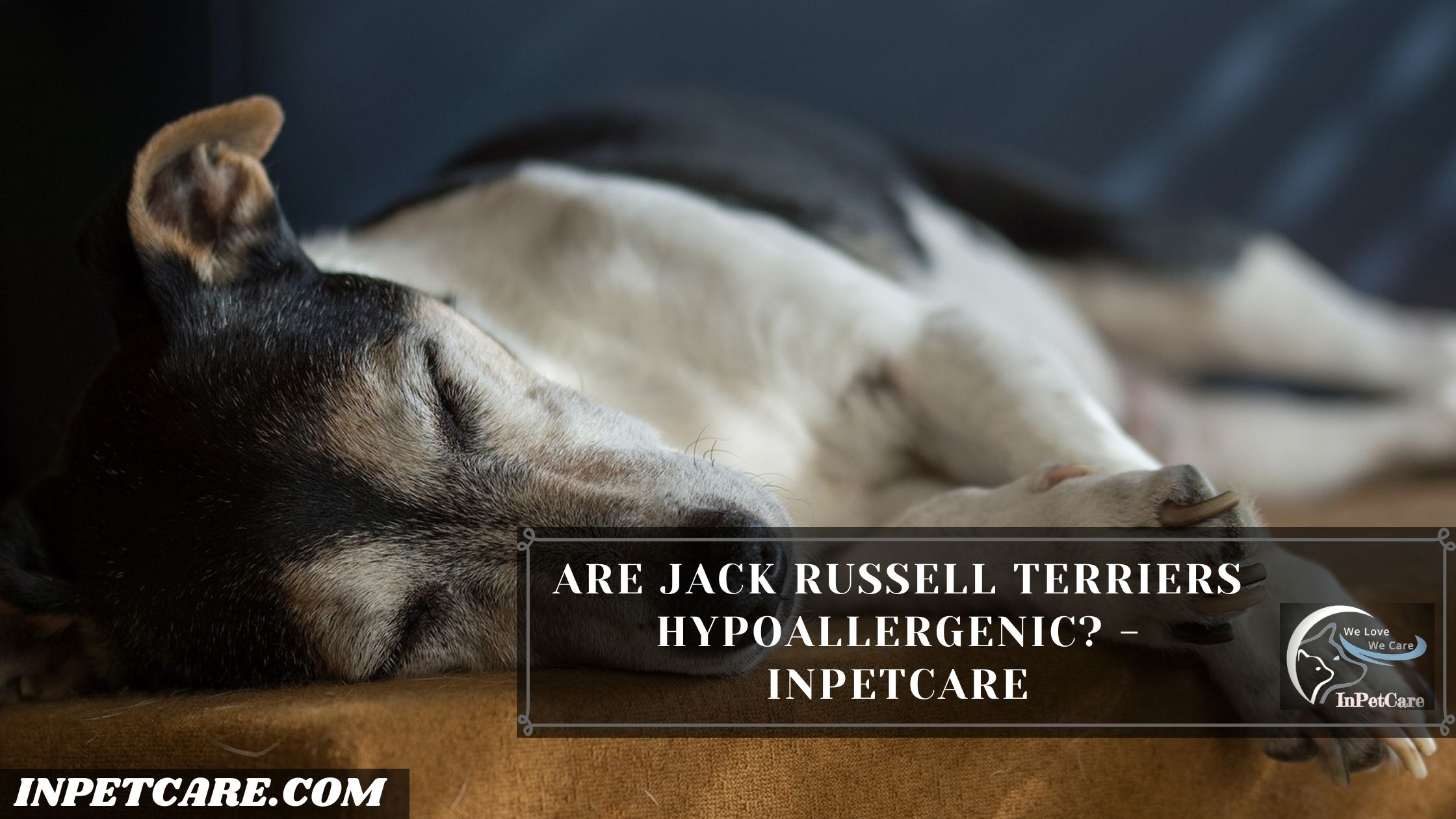 Are Jack Russell Terriers Hypoallergenic?