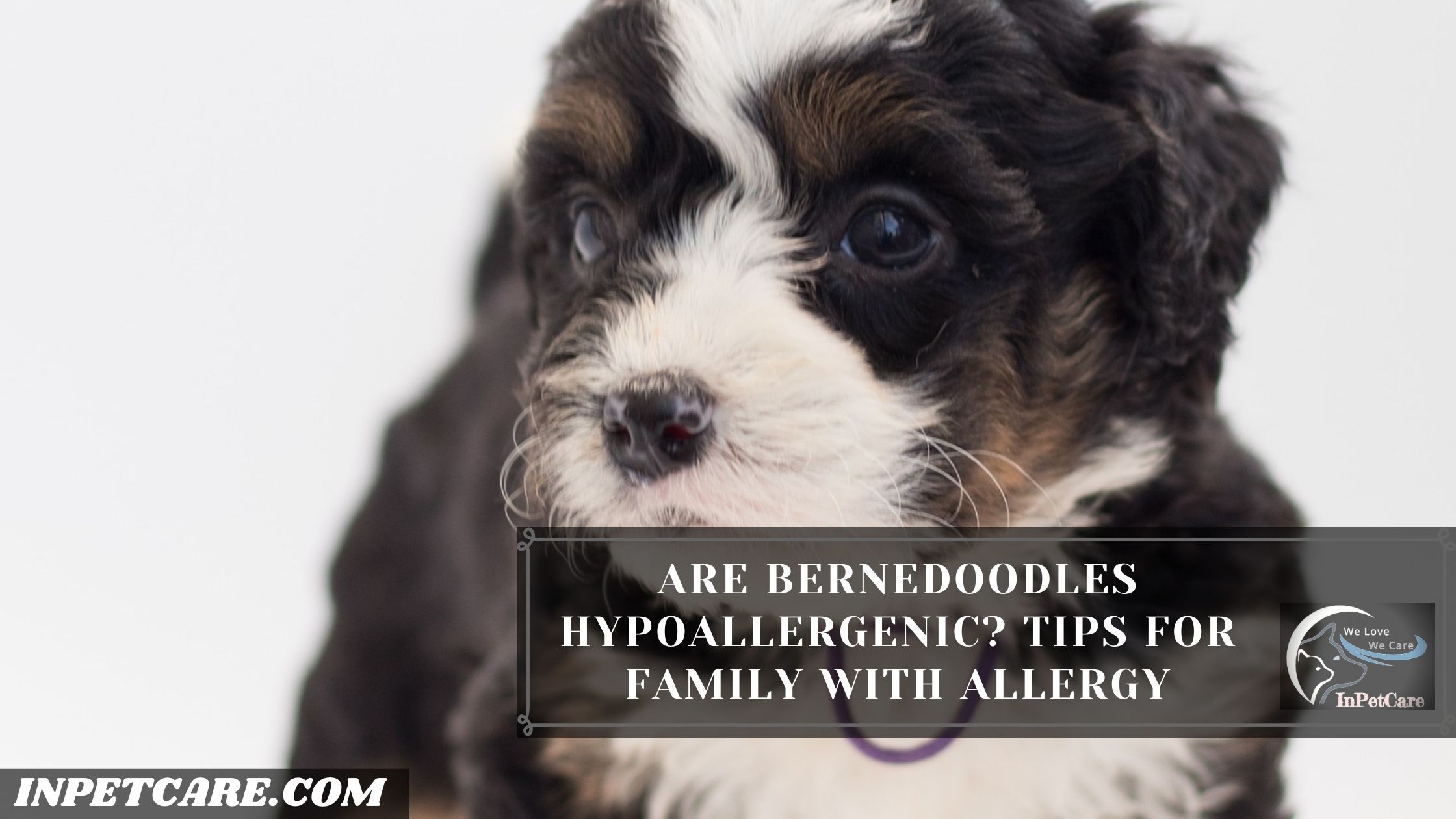 Are Bernedoodles Hypoallergenic? Tips For Family With Allergy