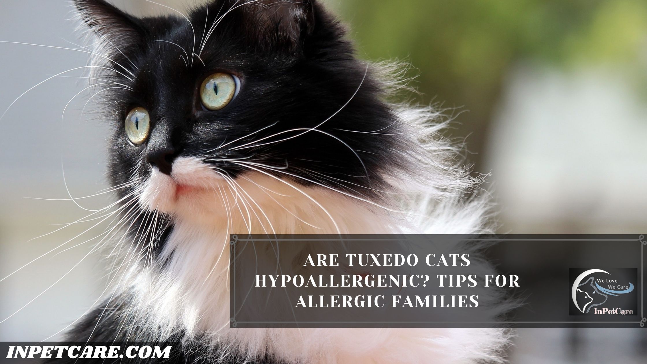 Are Tuxedo Cats Hypoallergenic? Tips For Allergic Families