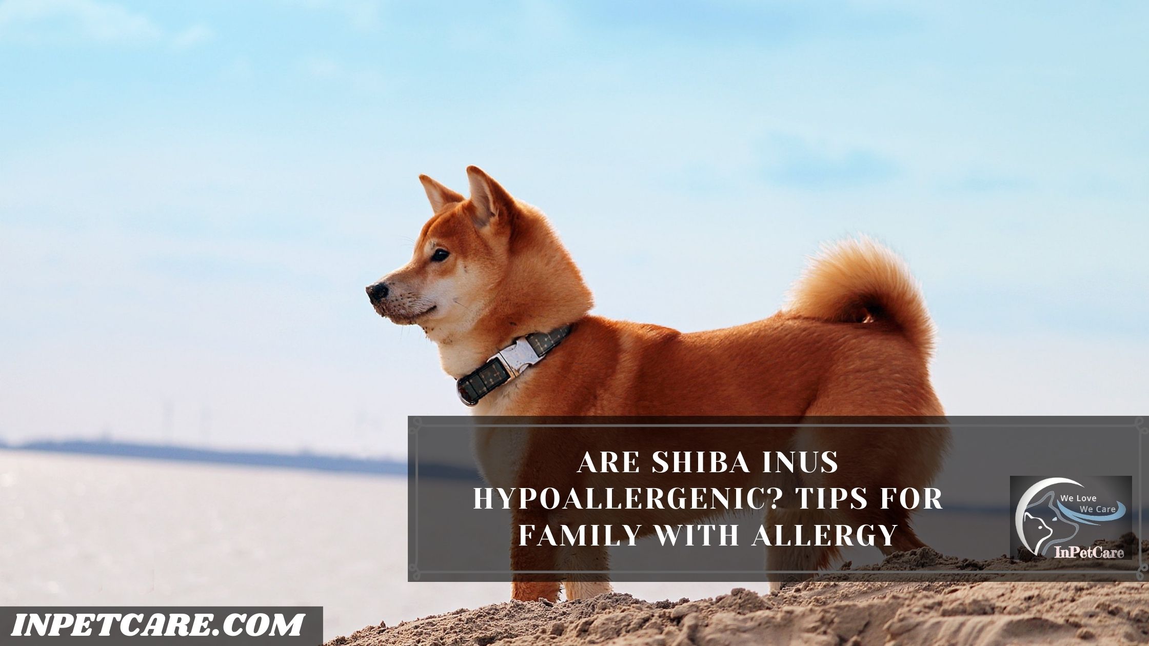 Are Shiba Inus Hypoallergenic?