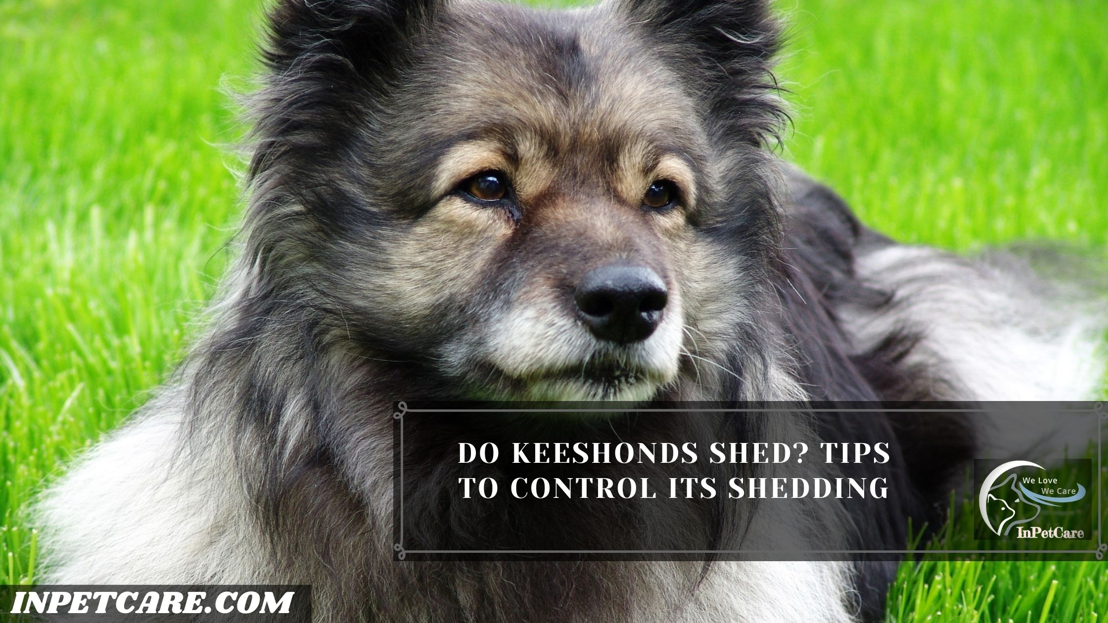 Do Keeshonds Shed? Tips To Control Its Shedding
