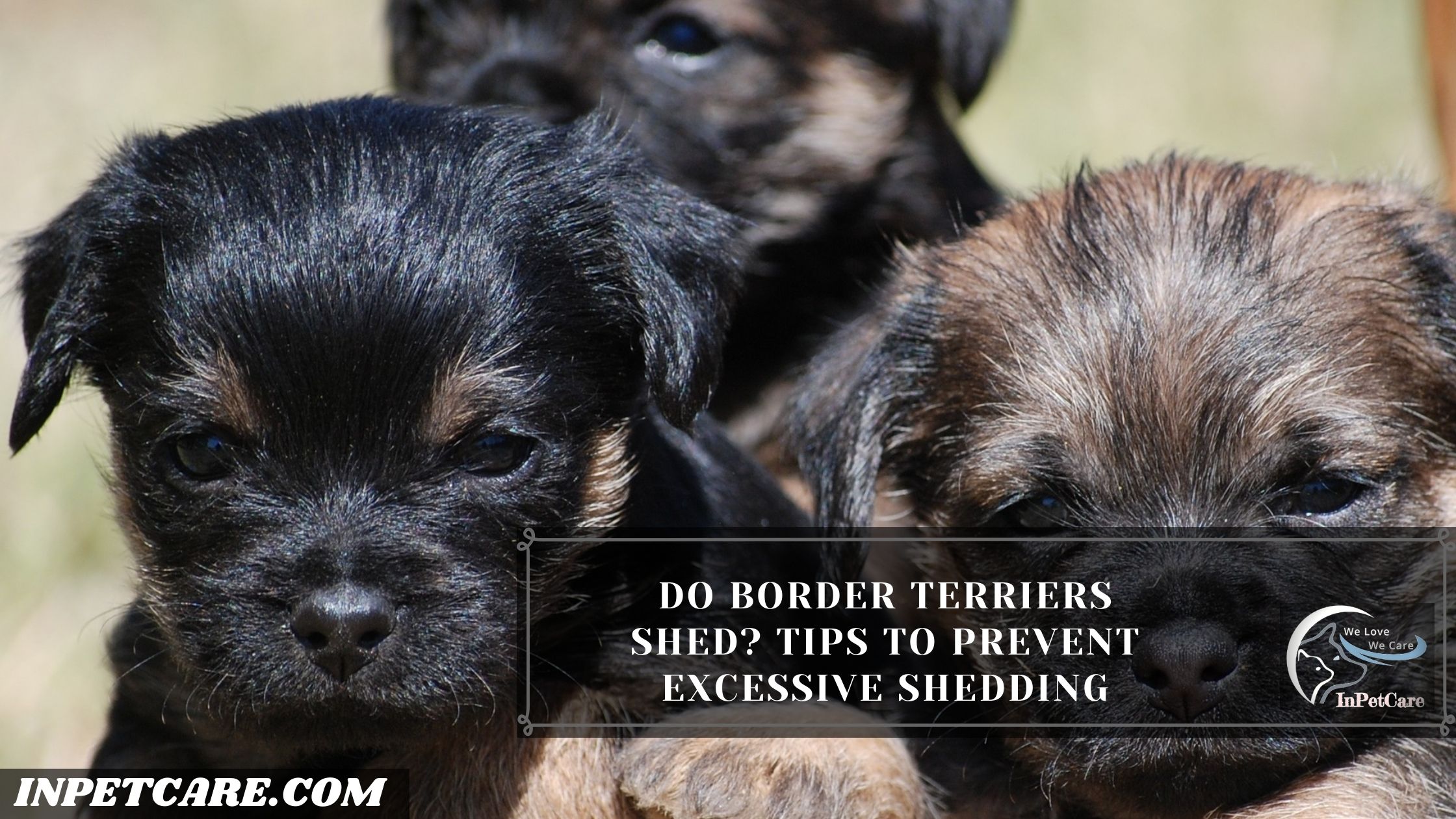 Do Border Terriers Shed? Tips To Prevent Excessive Shedding