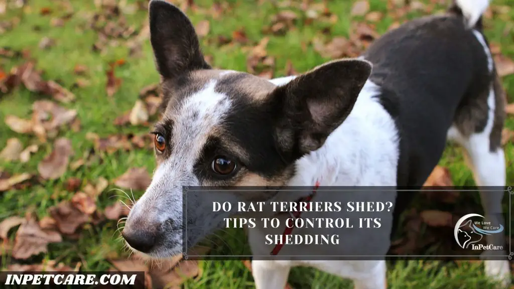 Do Rat Terriers Shed?