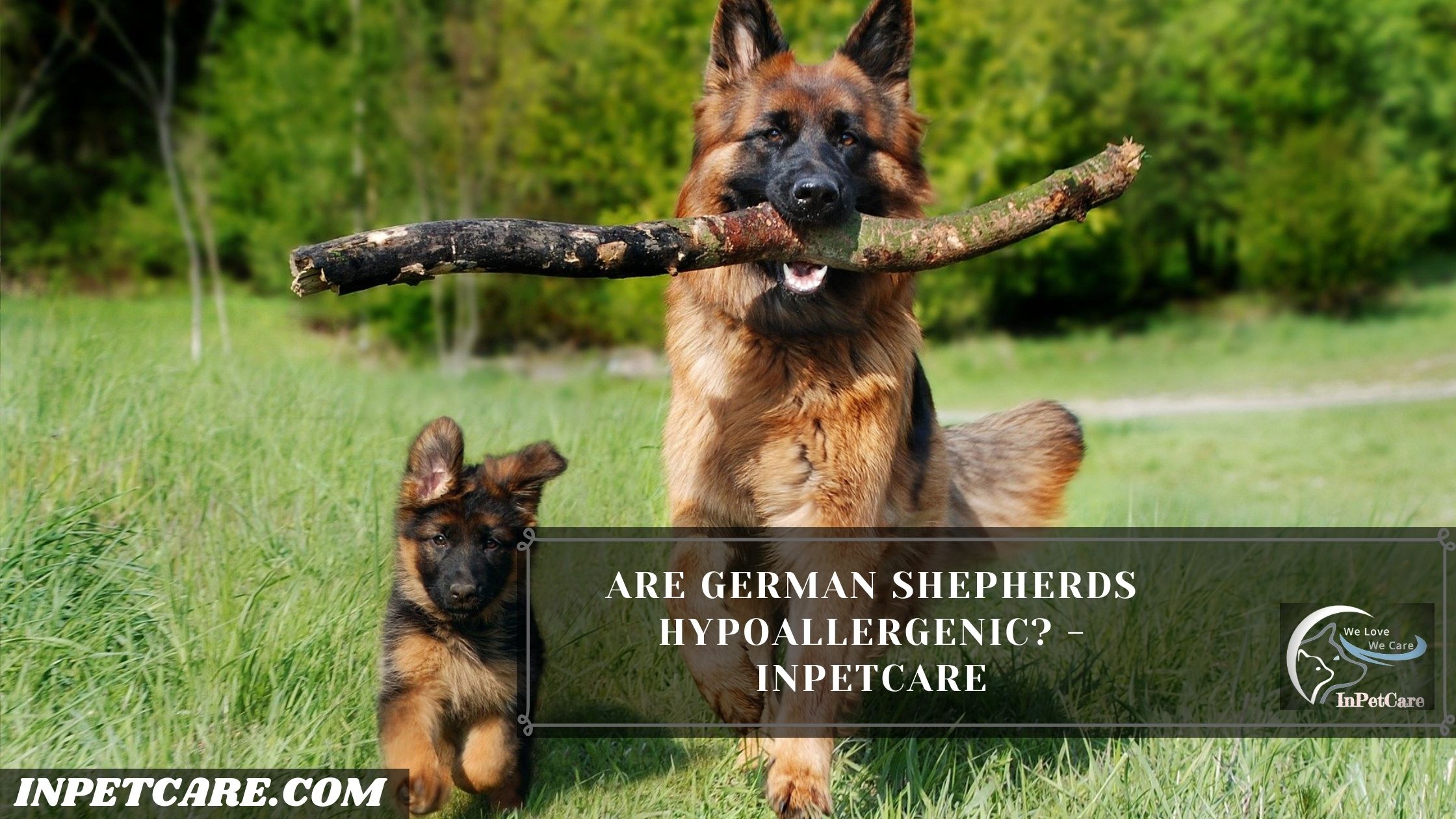 Are German Shepherds Hypoallergenic?