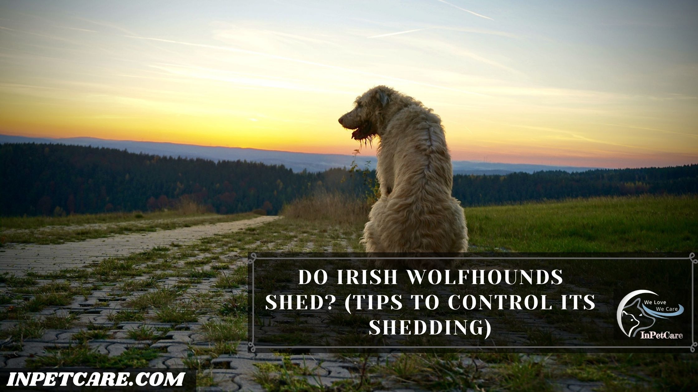 Do Irish Wolfhounds Shed? (Tips To Control Its Shedding)