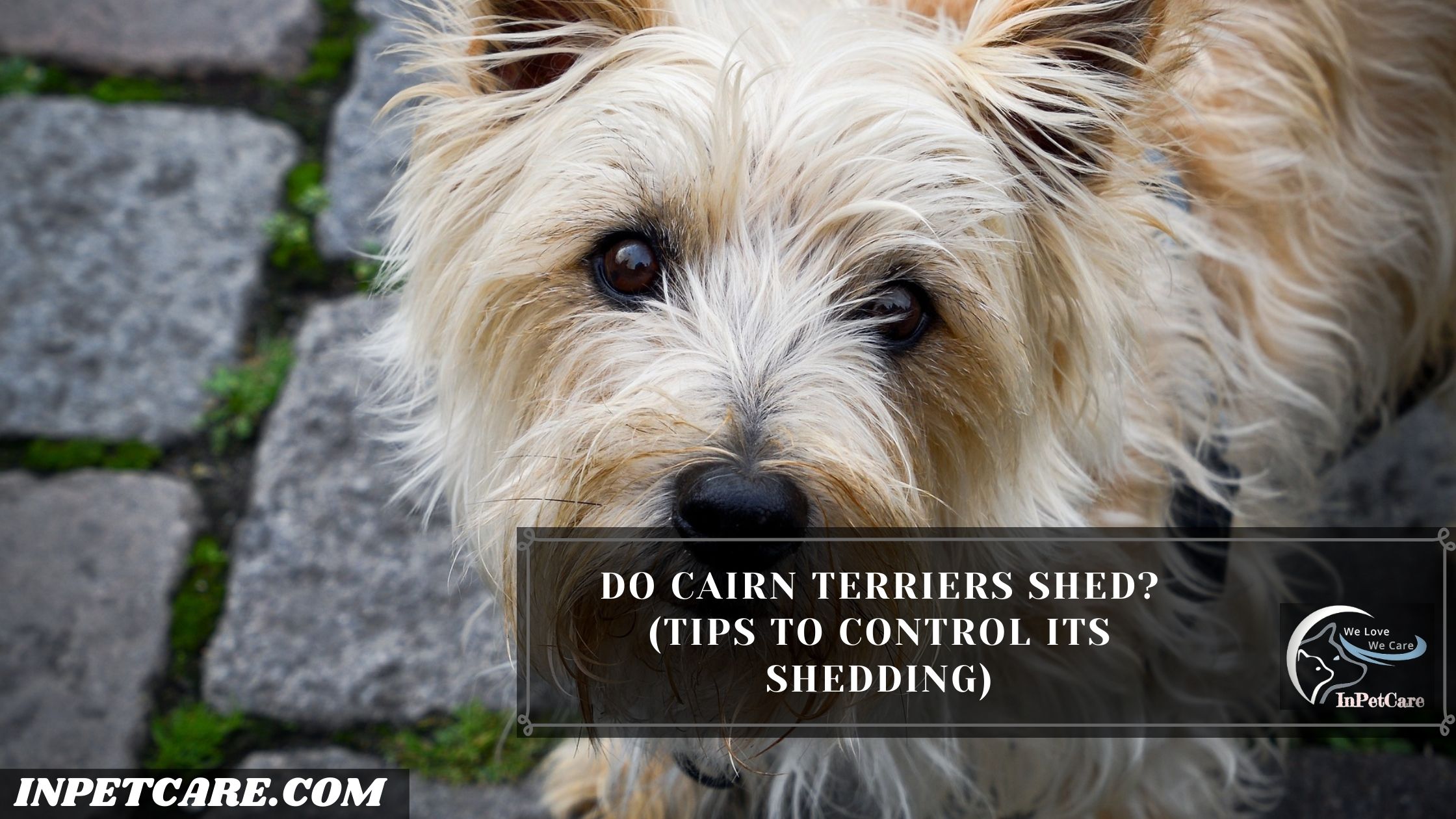 Do Cairn Terriers Shed?