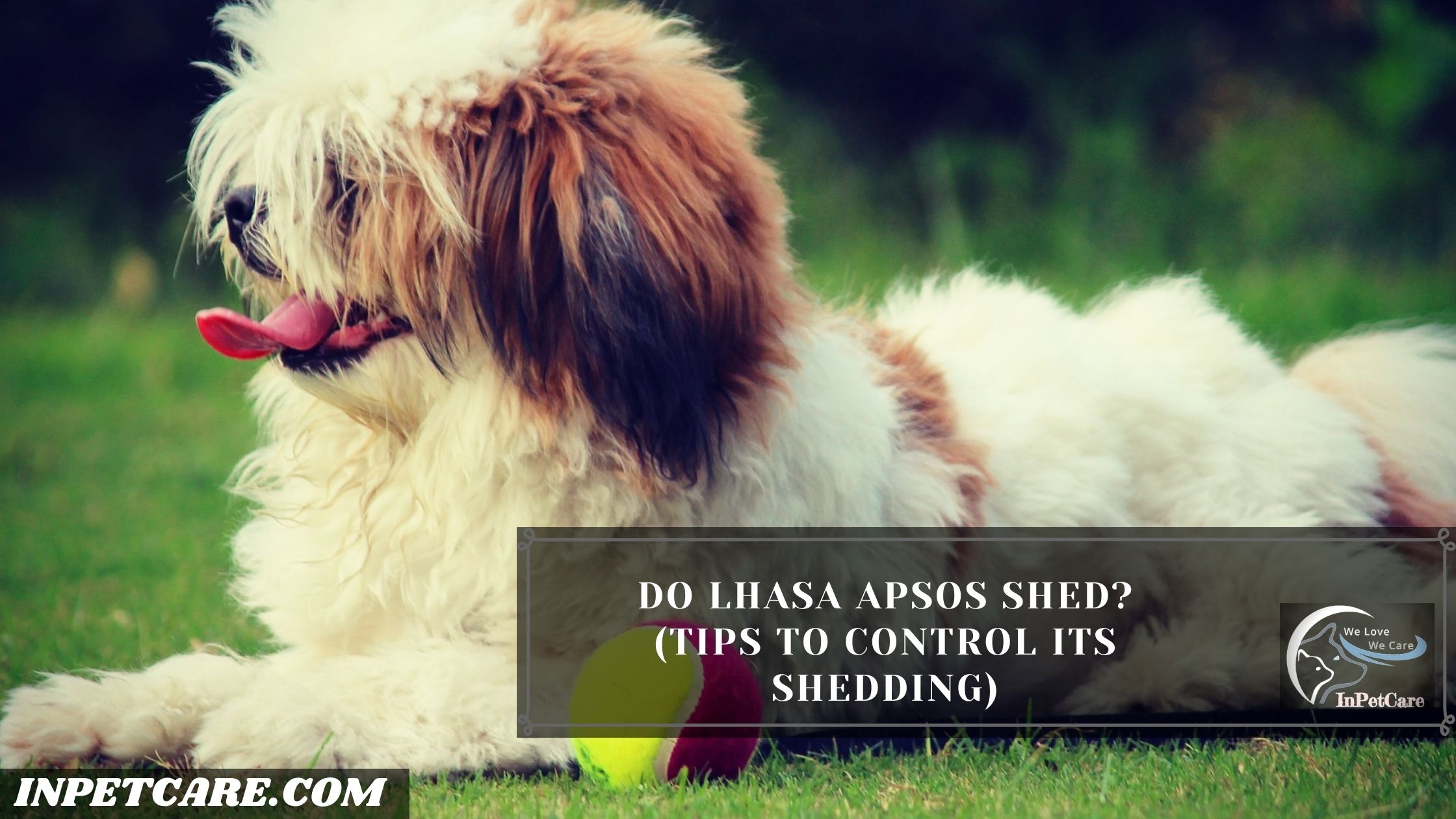 Do Lhasa Apsos Shed? (Tips To Control Its Shedding)