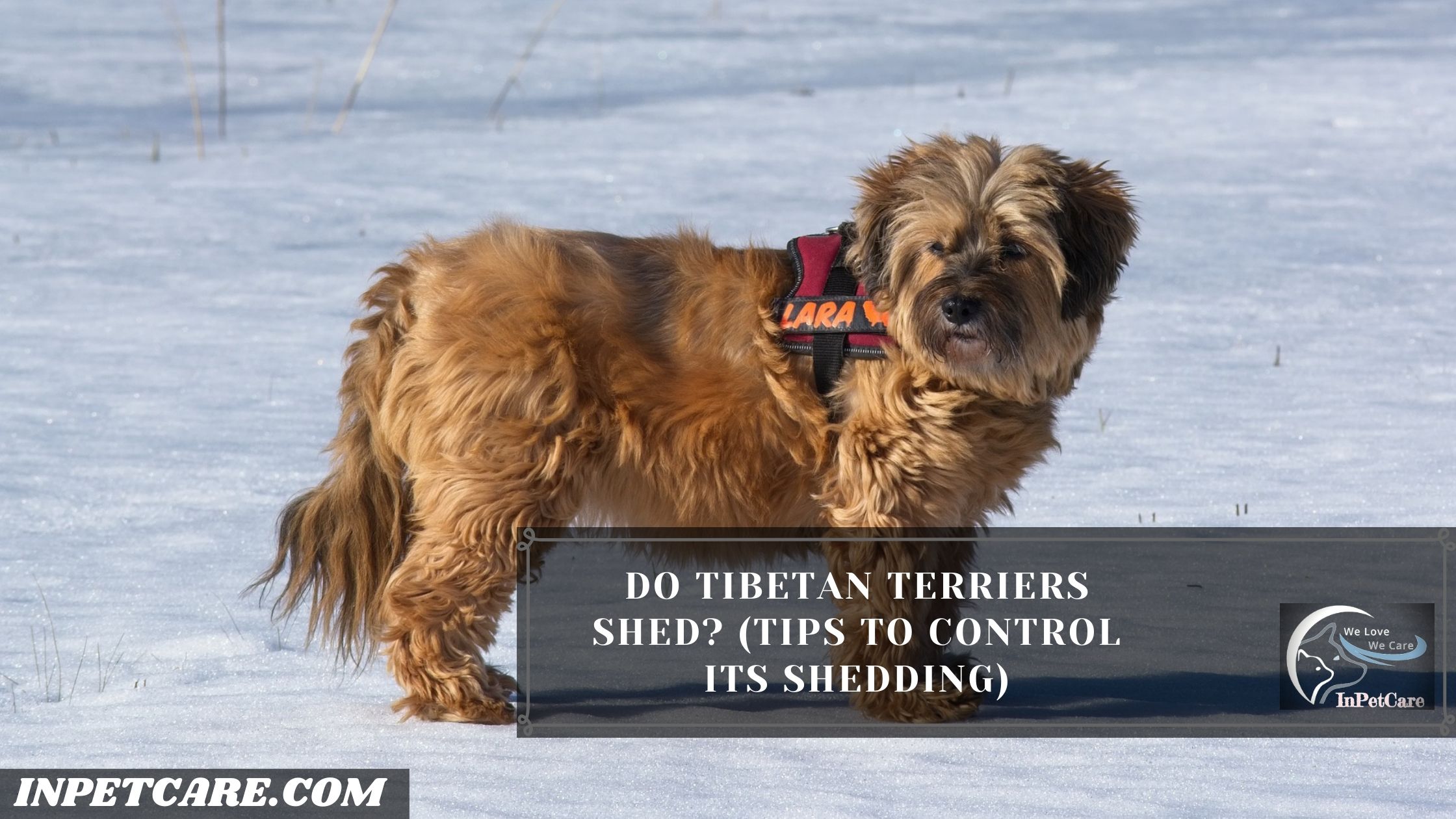 Do Tibetan Terriers Shed?