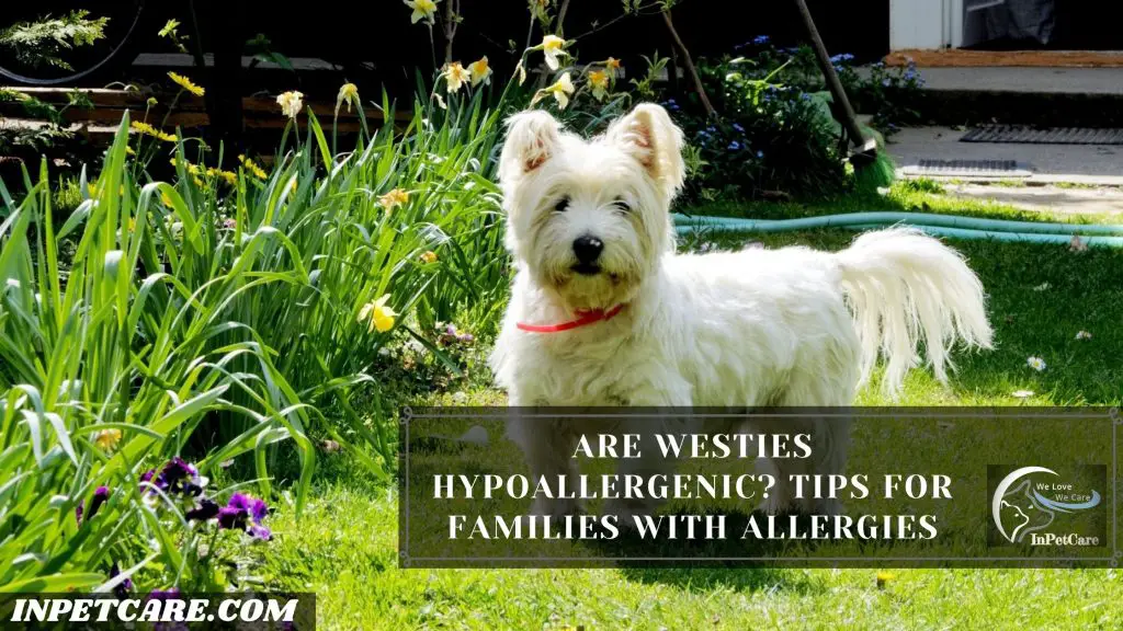 Are Westies Hypoallergenic? Tips For Families With Allergies