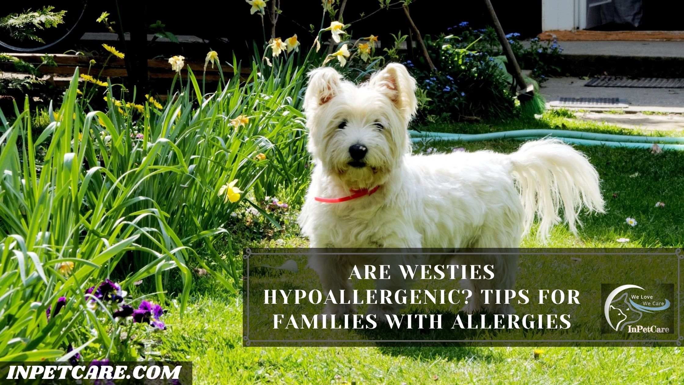 Are Westies Hypoallergenic? Tips For Families With Allergies