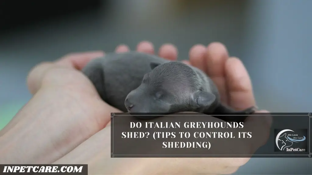 Do Italian Greyhounds Shed?