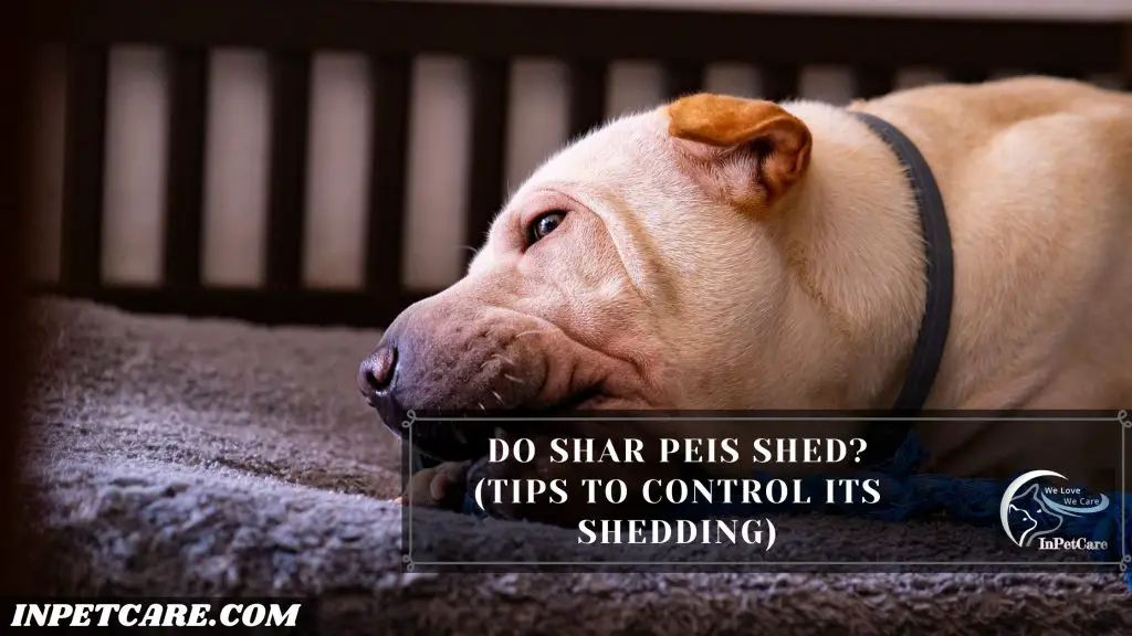 Do Shar Peis Shed?