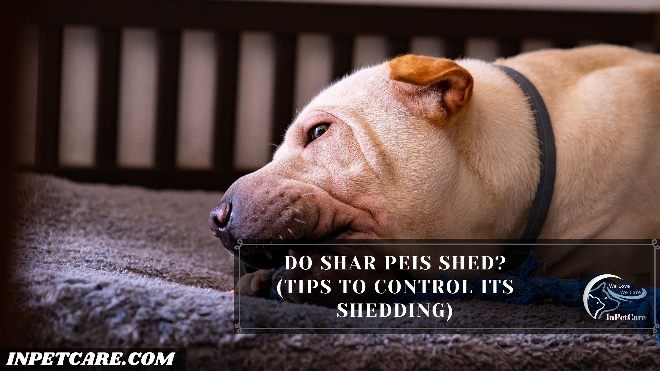 Do Shar Peis Shed?