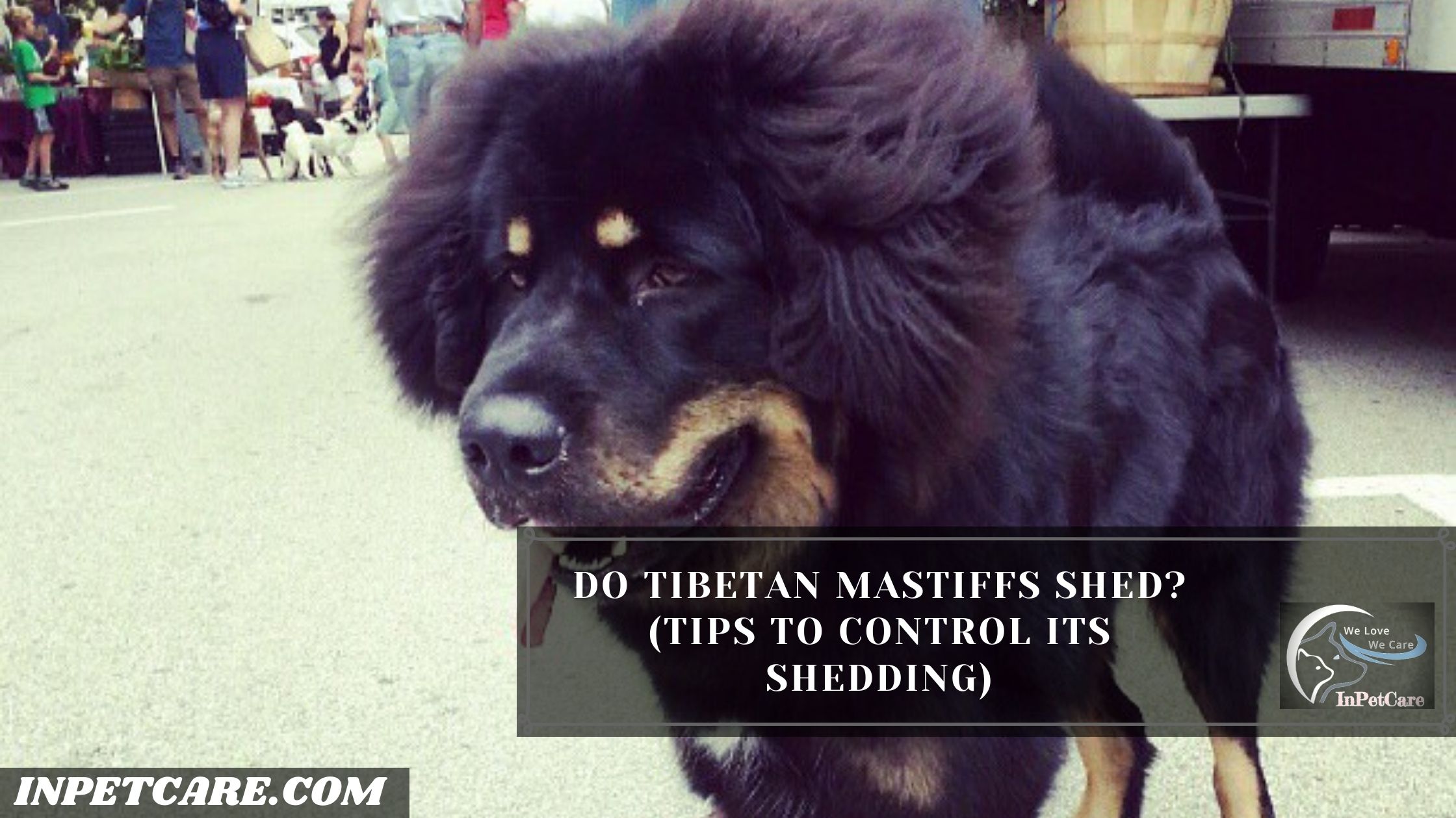 Do Tibetan Mastiffs Shed? (Tips To Control Its Shedding)