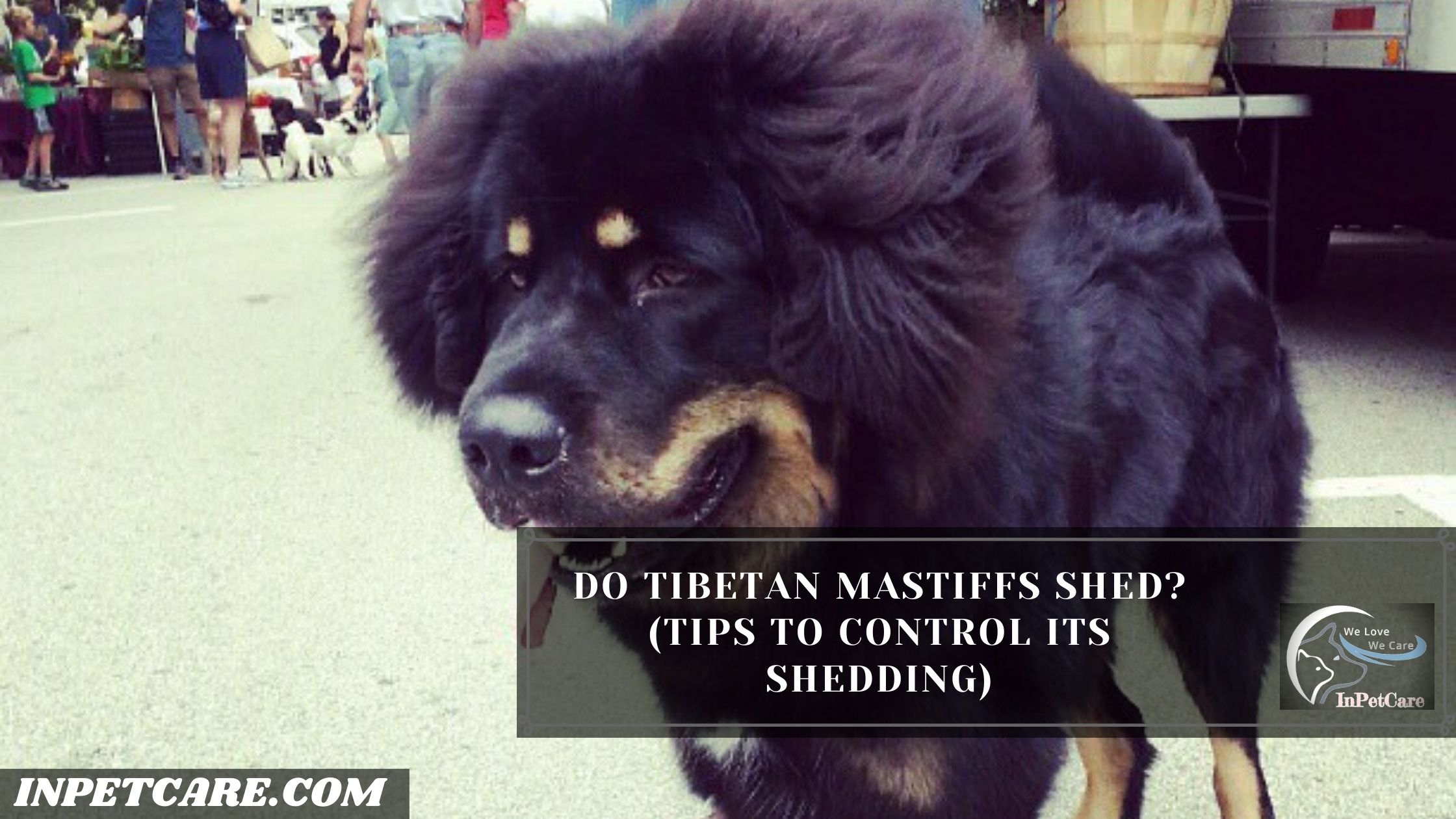 Do Tibetan Mastiffs Shed?