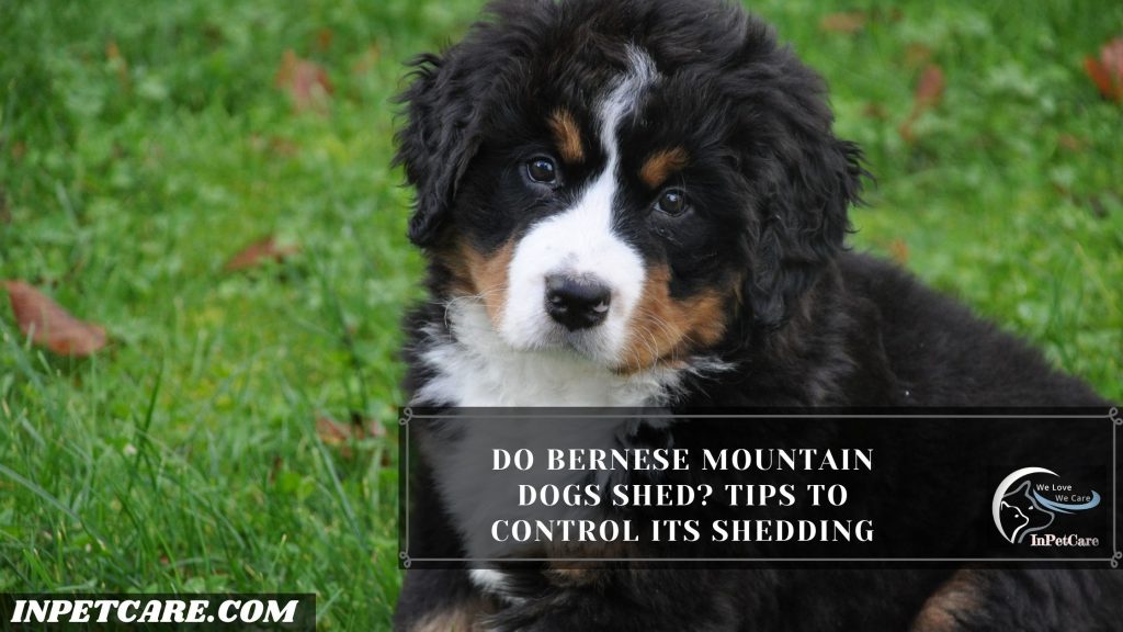 Do Bernese Mountain Dogs Shed?