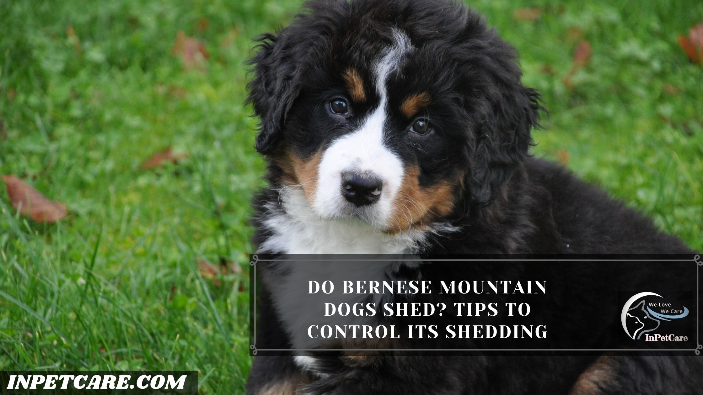 Do Bernese Mountain Dogs Shed?
