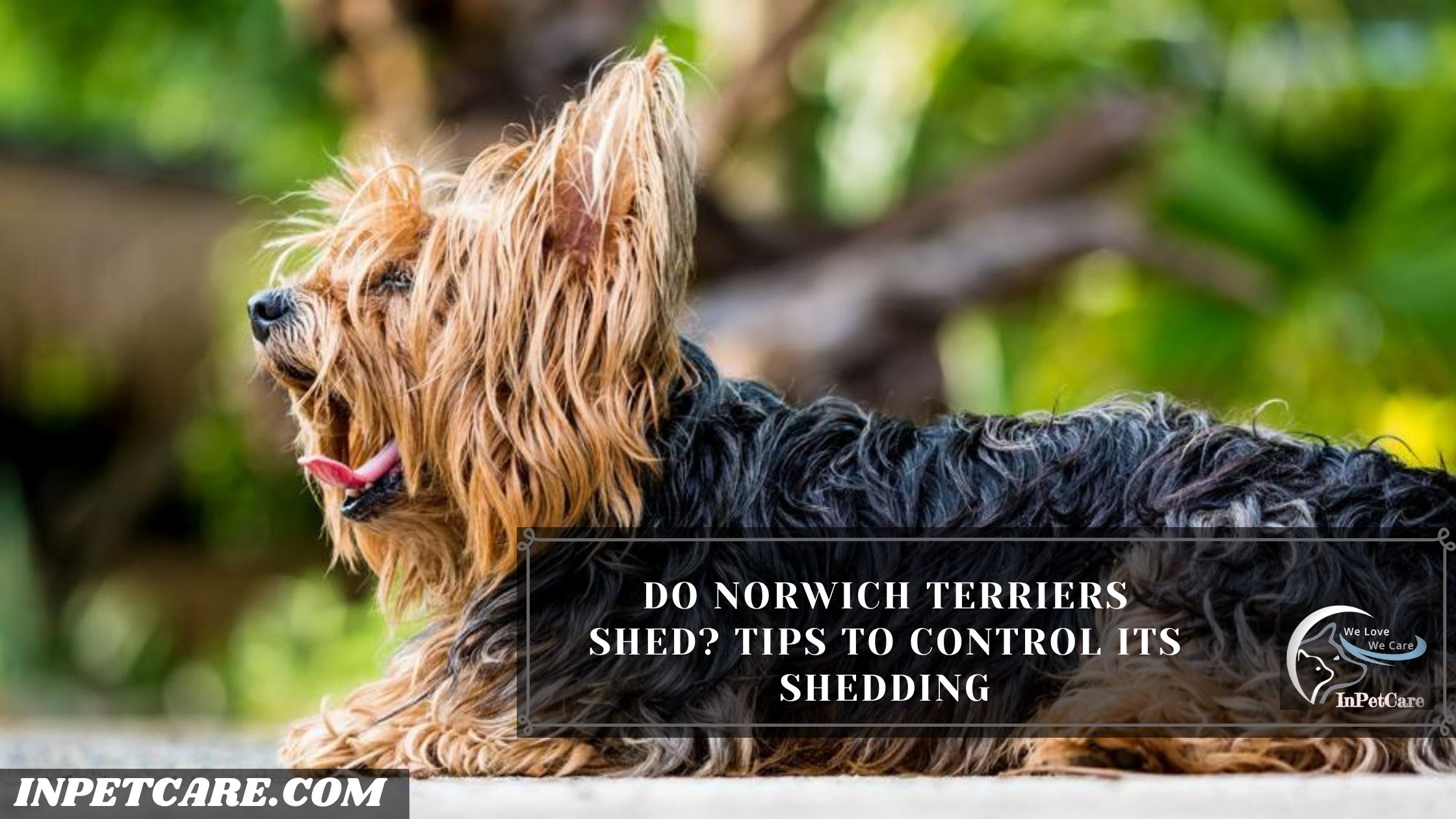 Do Norwich Terriers Shed? Tips To Control Its Shedding