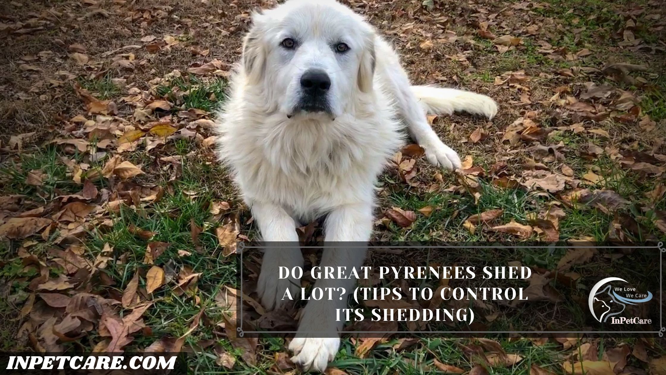 Do Great Pyrenees Shed A Lot?