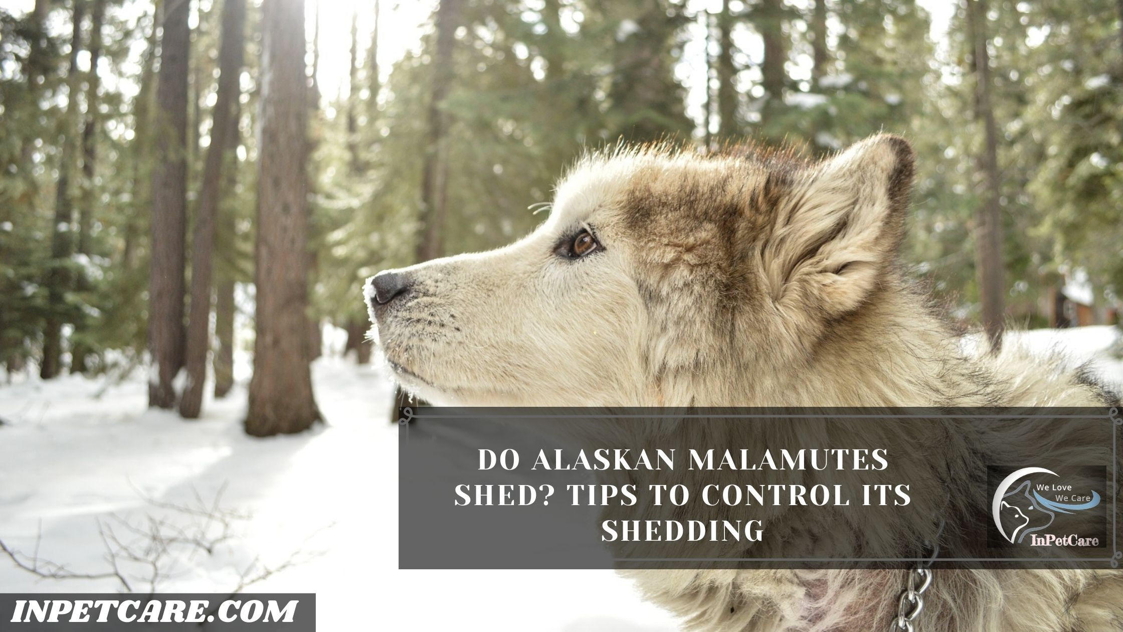 Do Alaskan Malamutes Shed? 10 Tips To Control