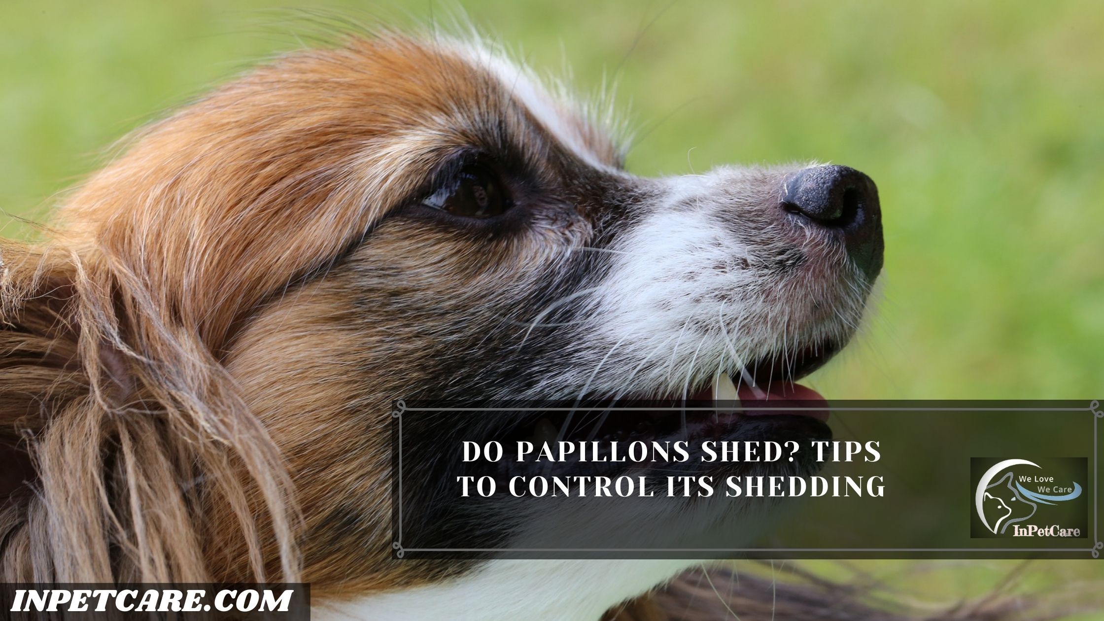 Do Papillons Shed? Tips To Control Its Shedding