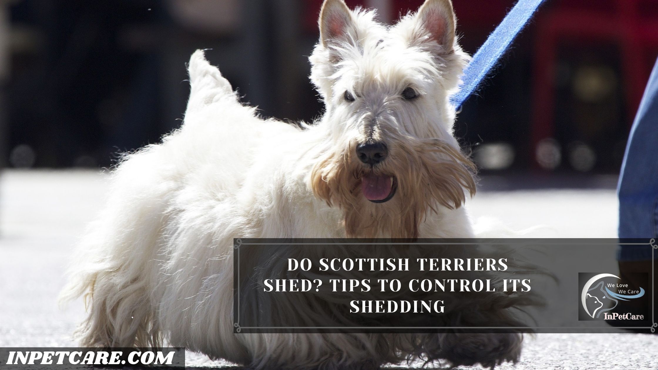 Do Scottish Terriers Shed? Tips To Control Its Shedding