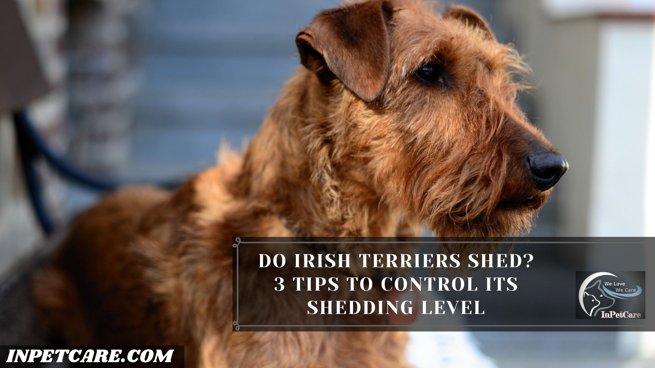 Do Irish Terriers Shed? 3 Tips To Control Its Shedding Level