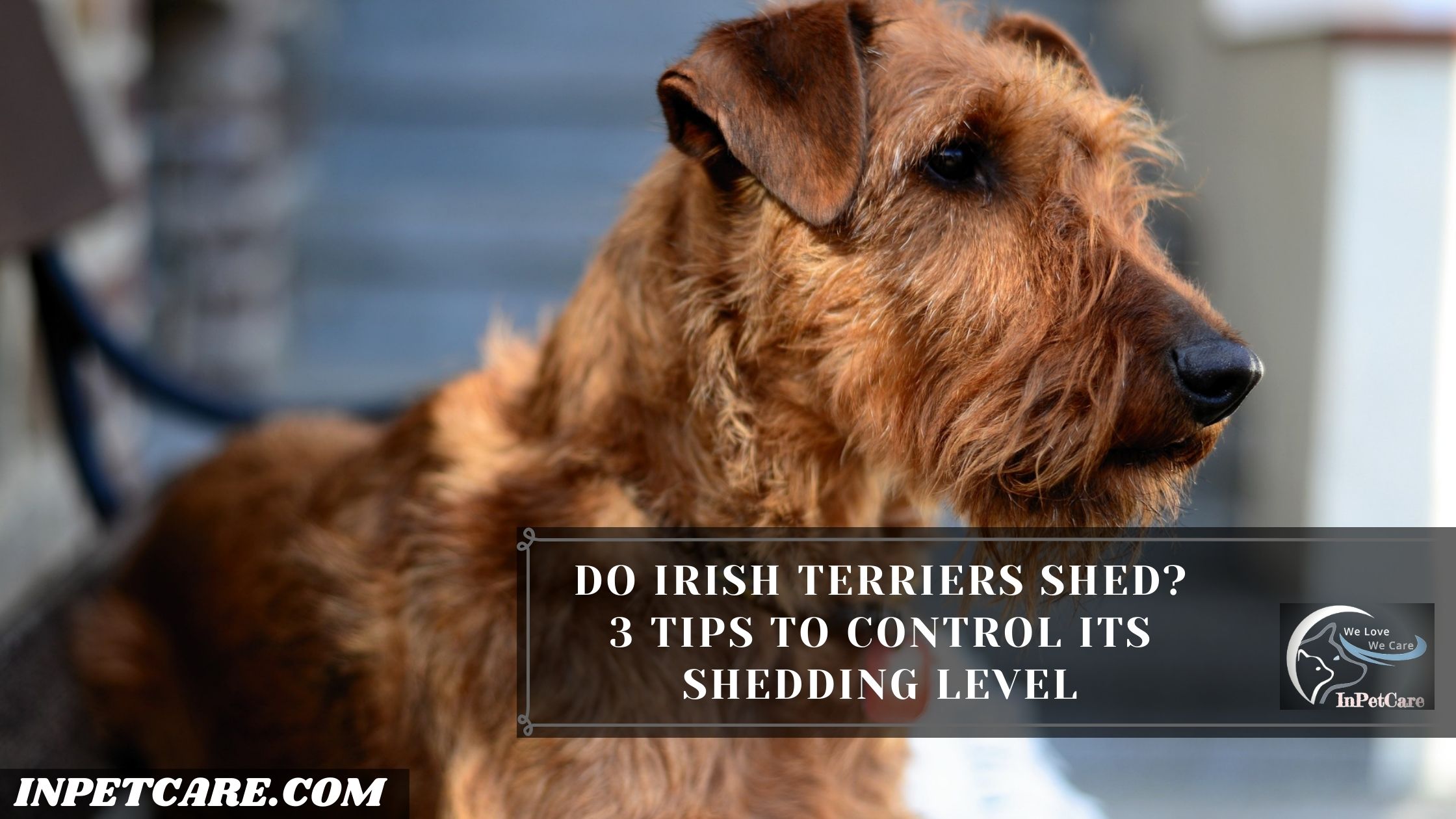 Do Irish Terriers Shed?