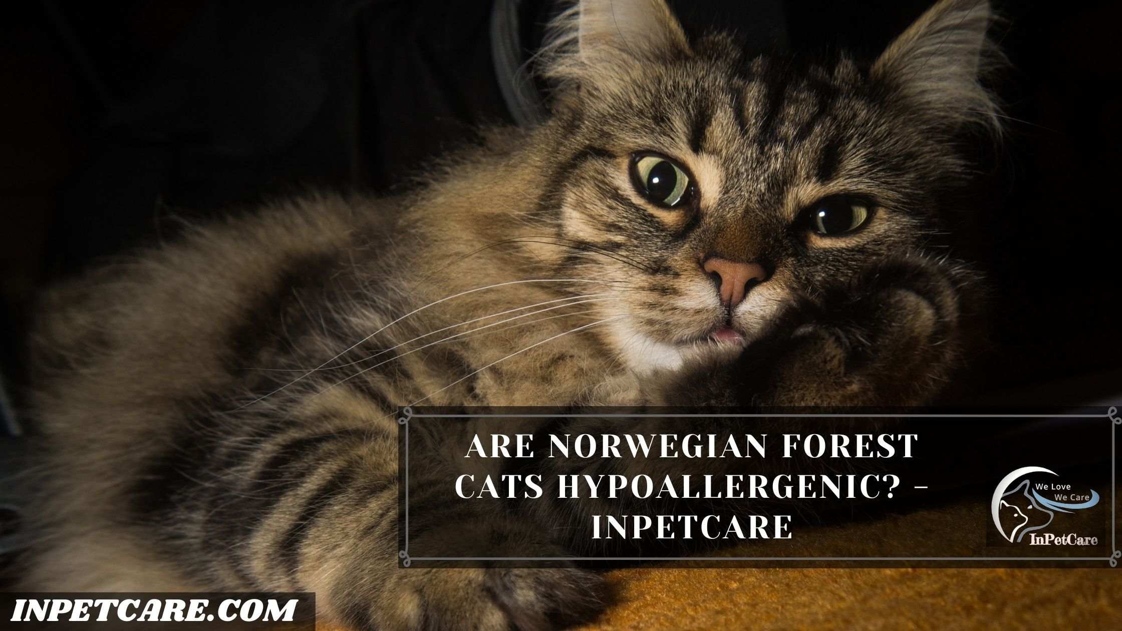 Are Norwegian Forest Cats Hypoallergenic?