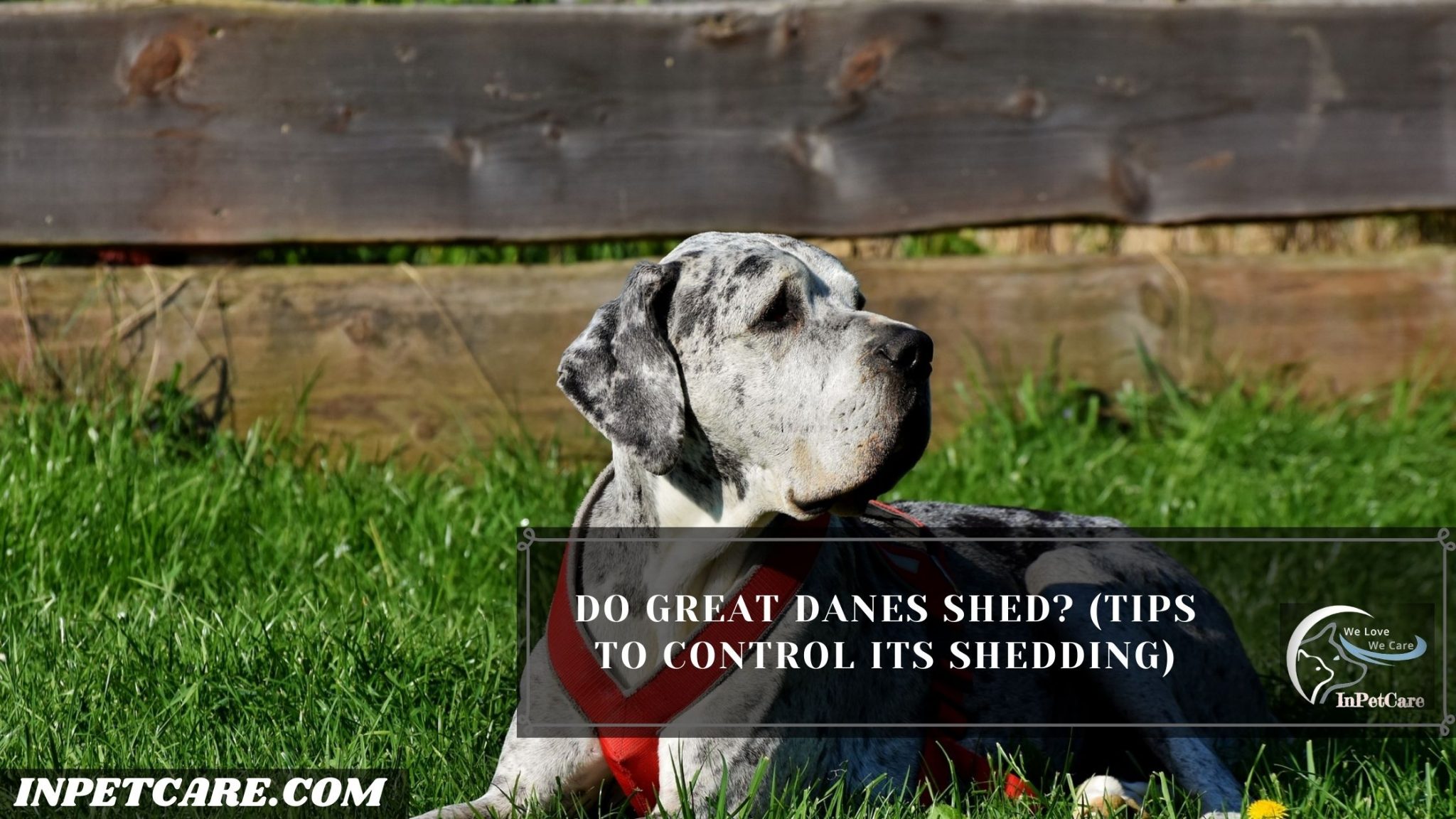 Do Great Danes Shed? (Tips To Control Its Shedding)