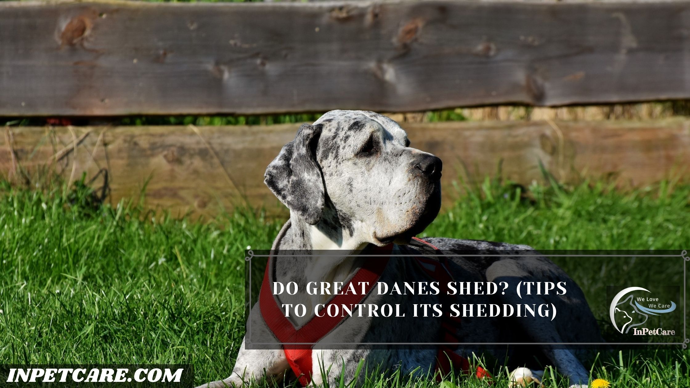 Do Great Danes Shed?