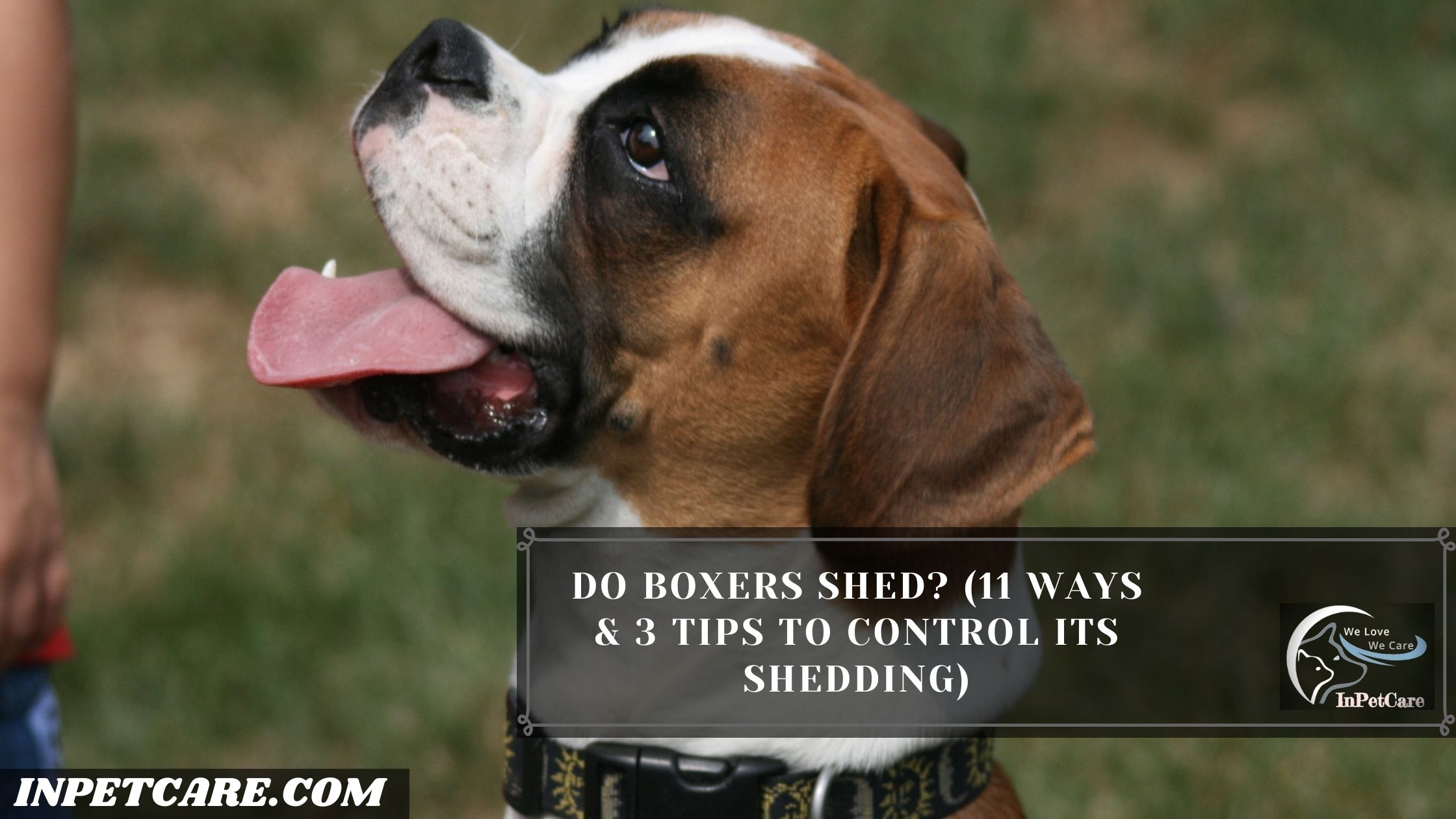 Do Boxers Shed? (11 Ways & 3 Tips To Control Its Shedding)