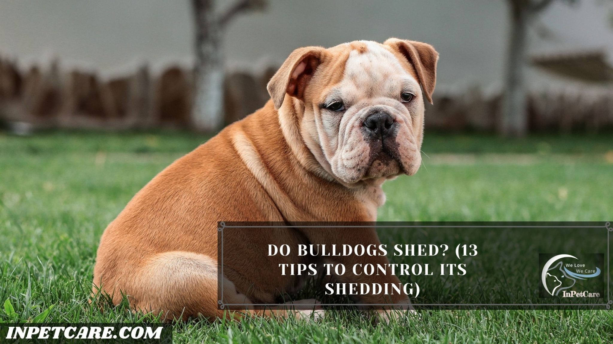 Do Bulldogs Shed? (13 Tips To Control Its Shedding)