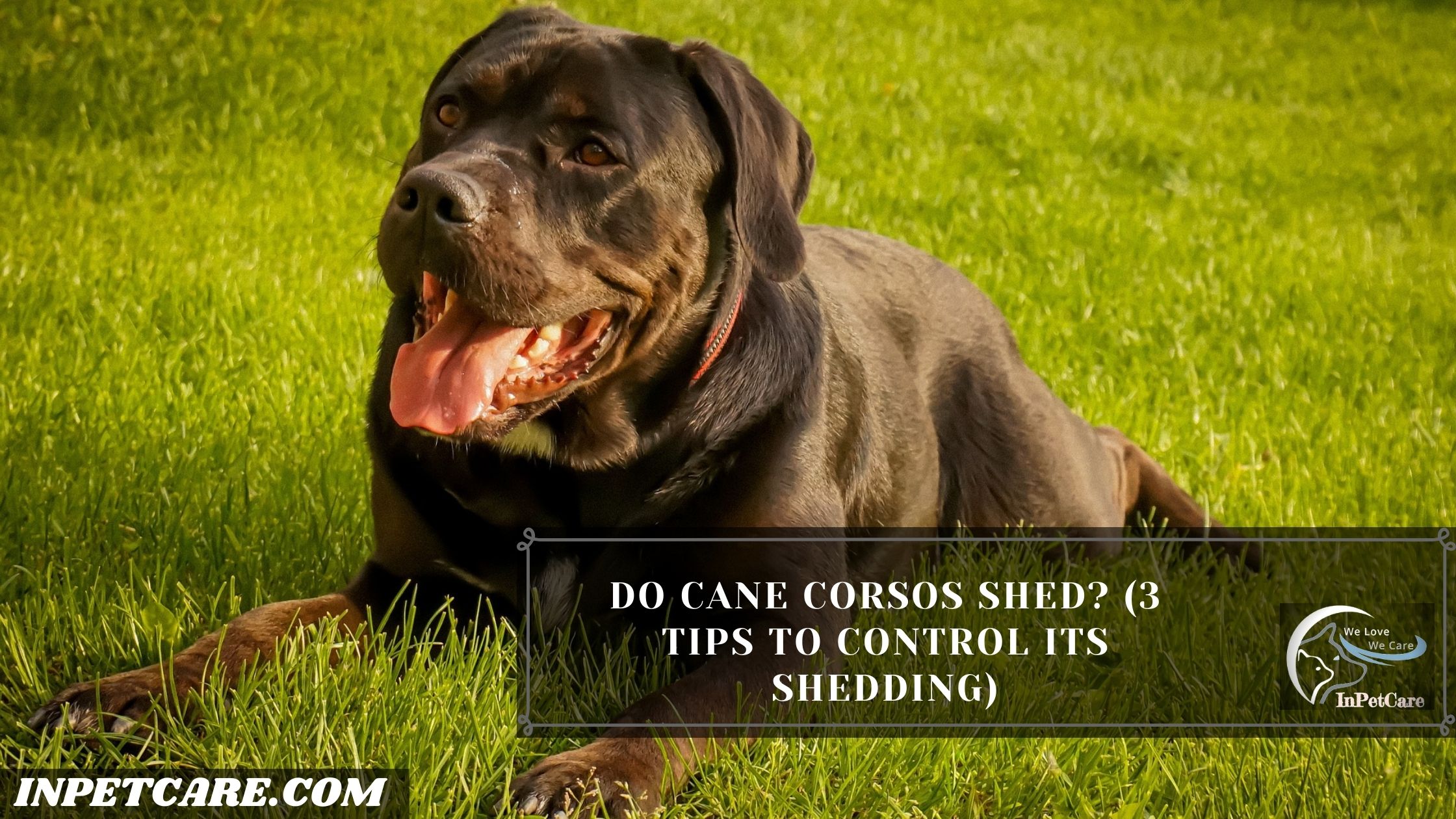 Do Cane Corsos Shed? (3 Tips To Control Its Shedding)