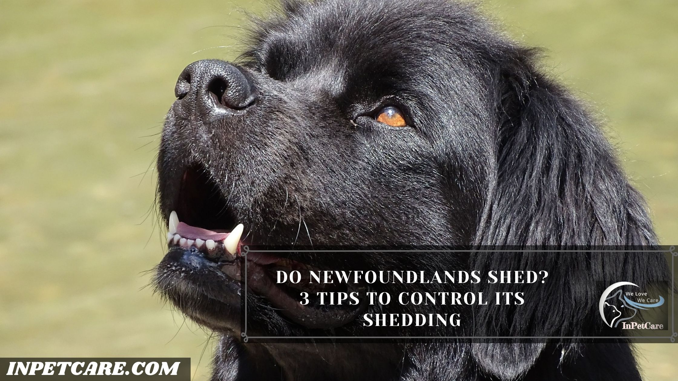 Do Newfoundlands Shed? 3 Tips To Control Its Shedding