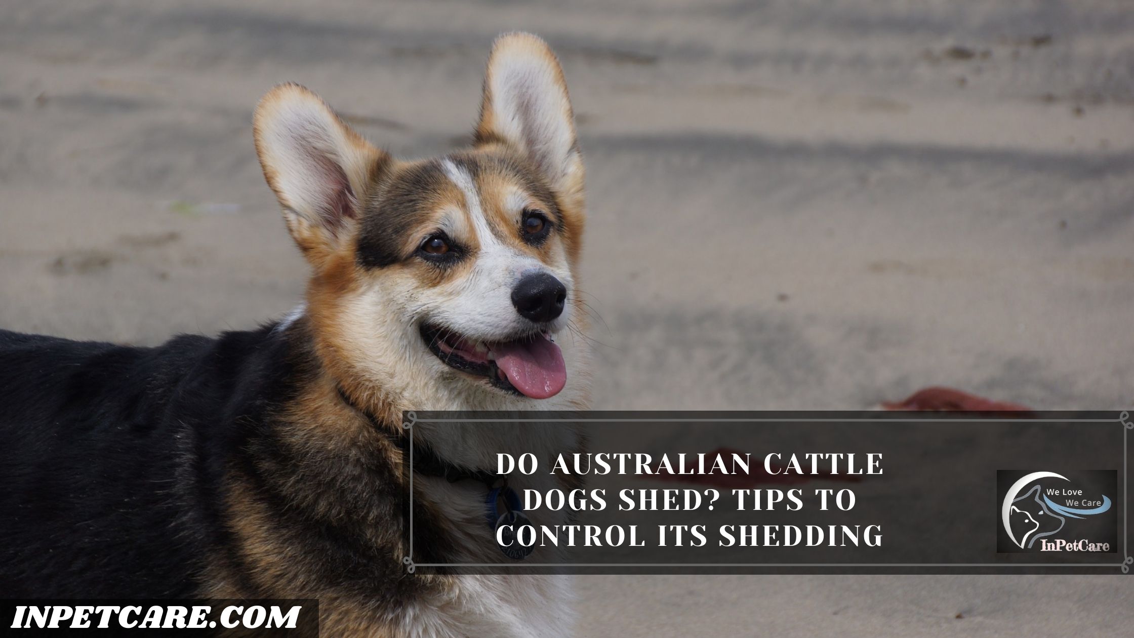 Do Australian Cattle Dogs Shed? Tips To Control Its Shedding