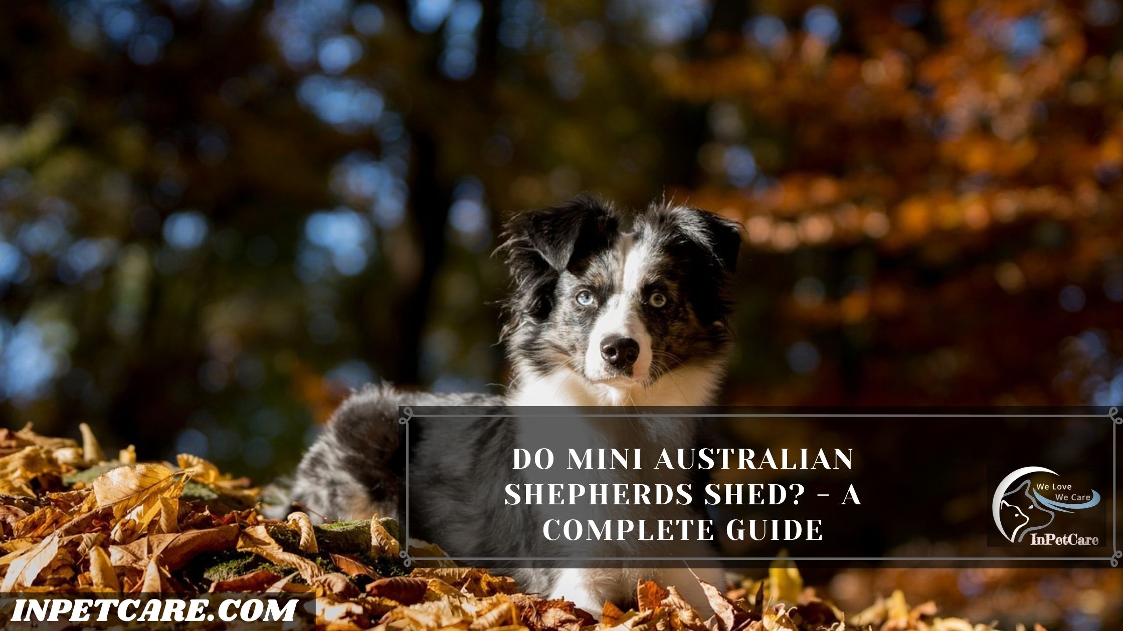Do Mini Australian Shepherds Shed?