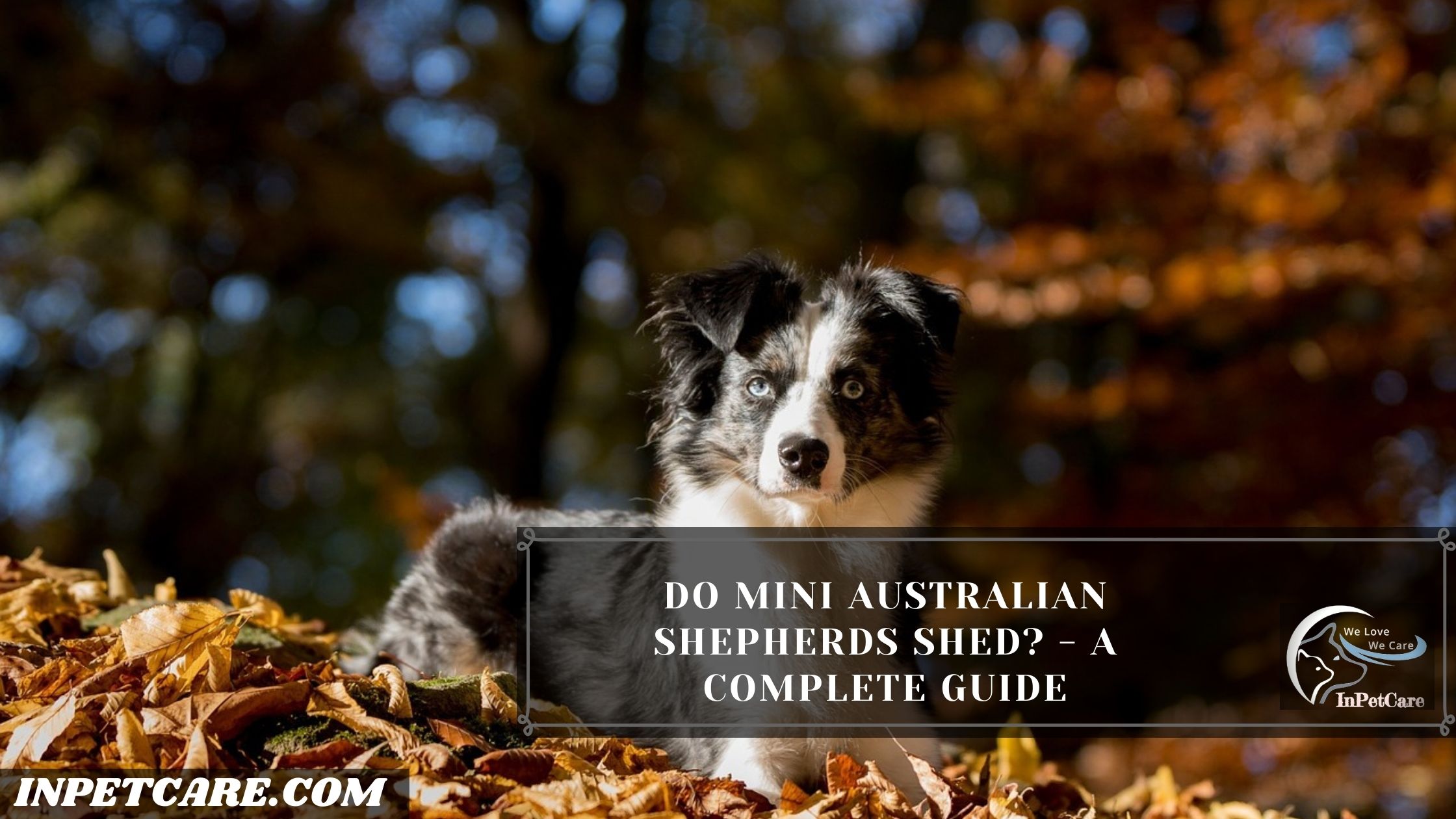 Do Mini Australian Shepherds Shed? – A Complete Guide