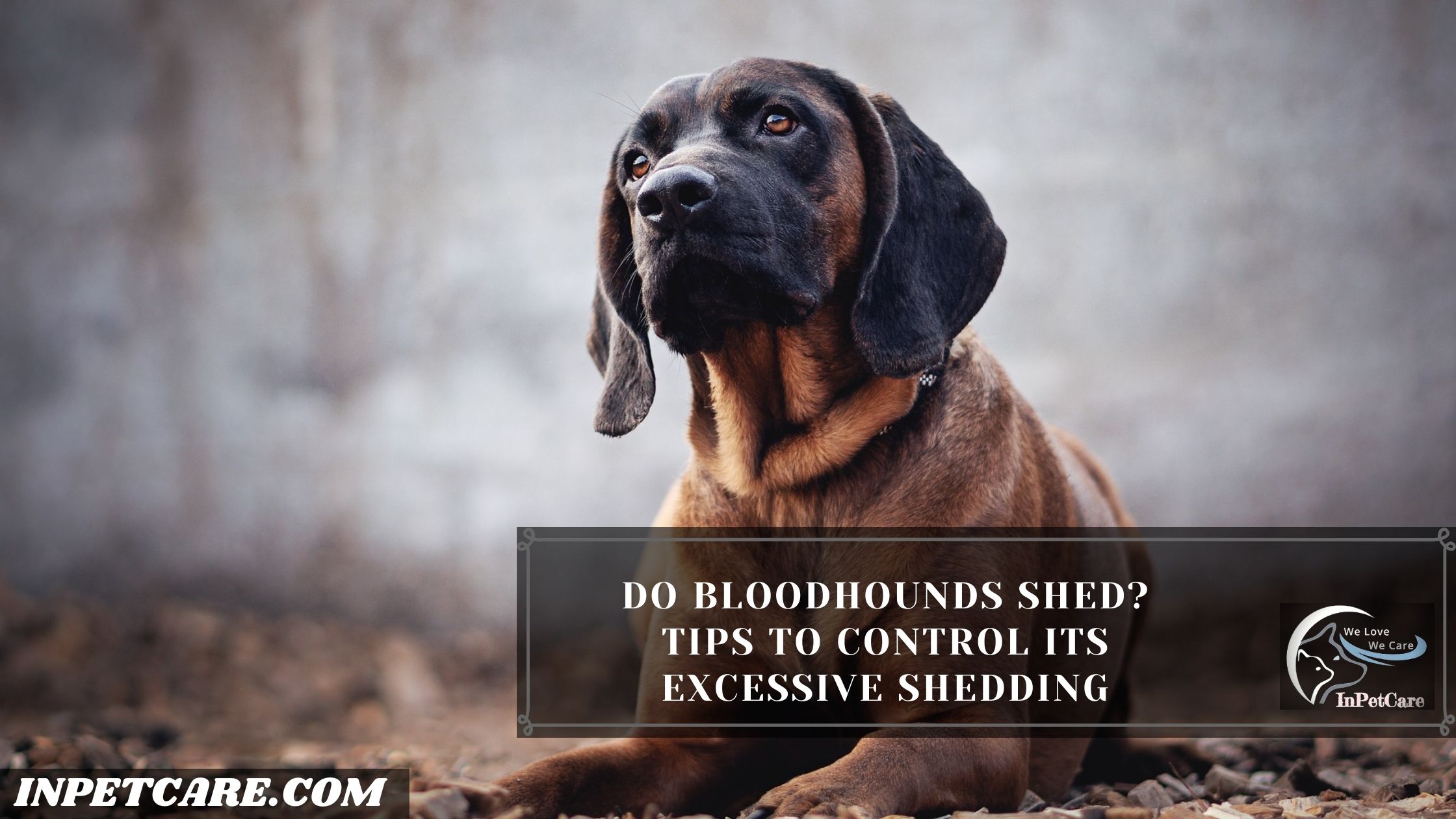 Do bloodhounds shed? Tips To Control Its Excessive Shedding