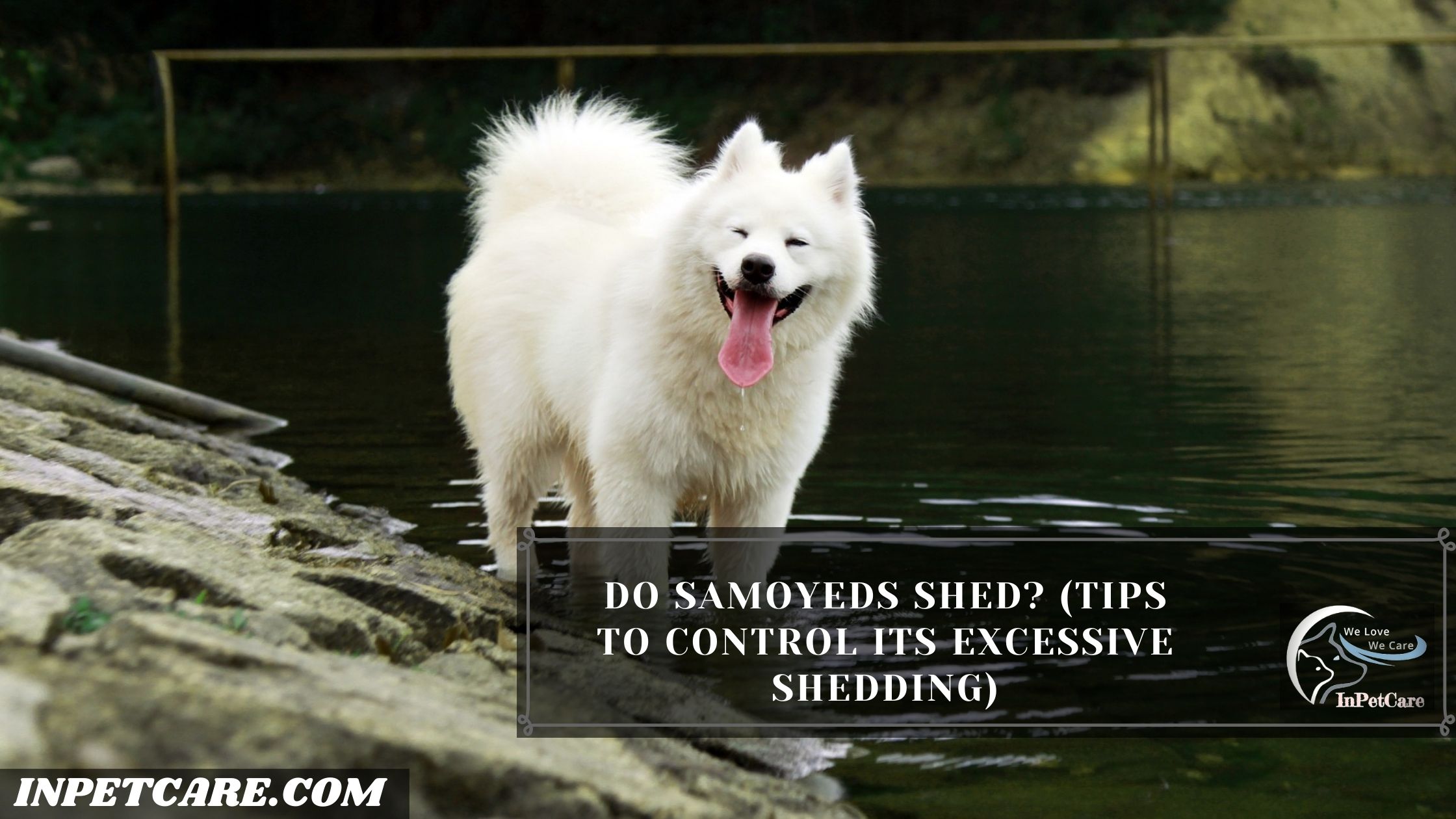 Do Samoyeds Shed? (Tips To Control Its Excessive Shedding)