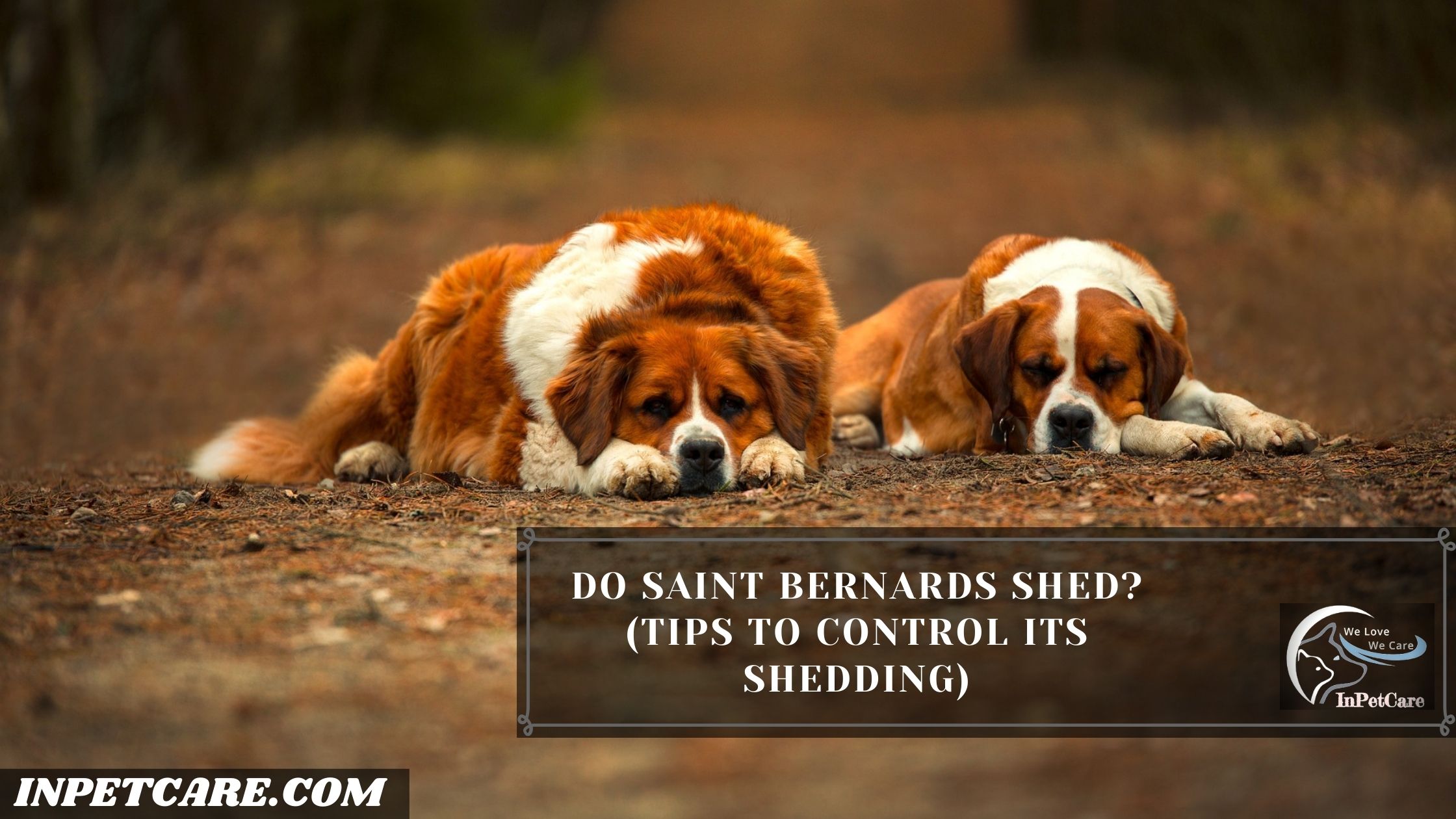 Do Saint Bernards Shed? (Tips To Control Its Shedding)