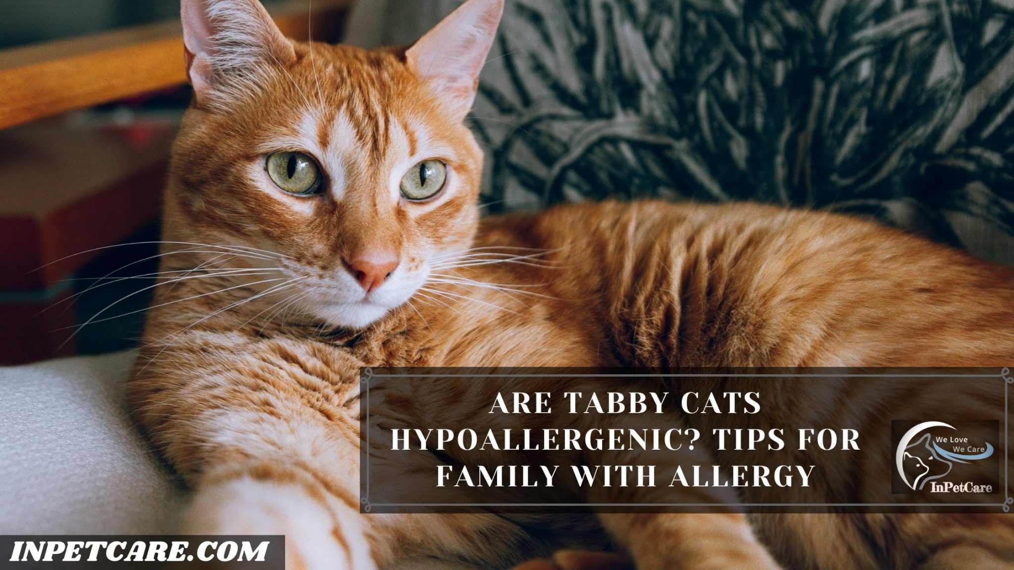 Are Tabby Cats Hypoallergenic? Tips For Family With Allergy