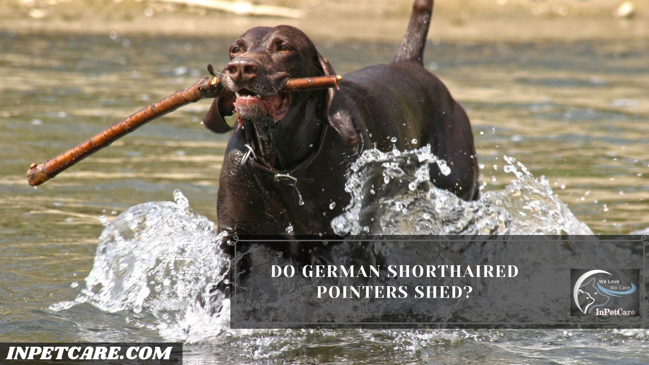 Do German Shorthaired Pointers Shed?