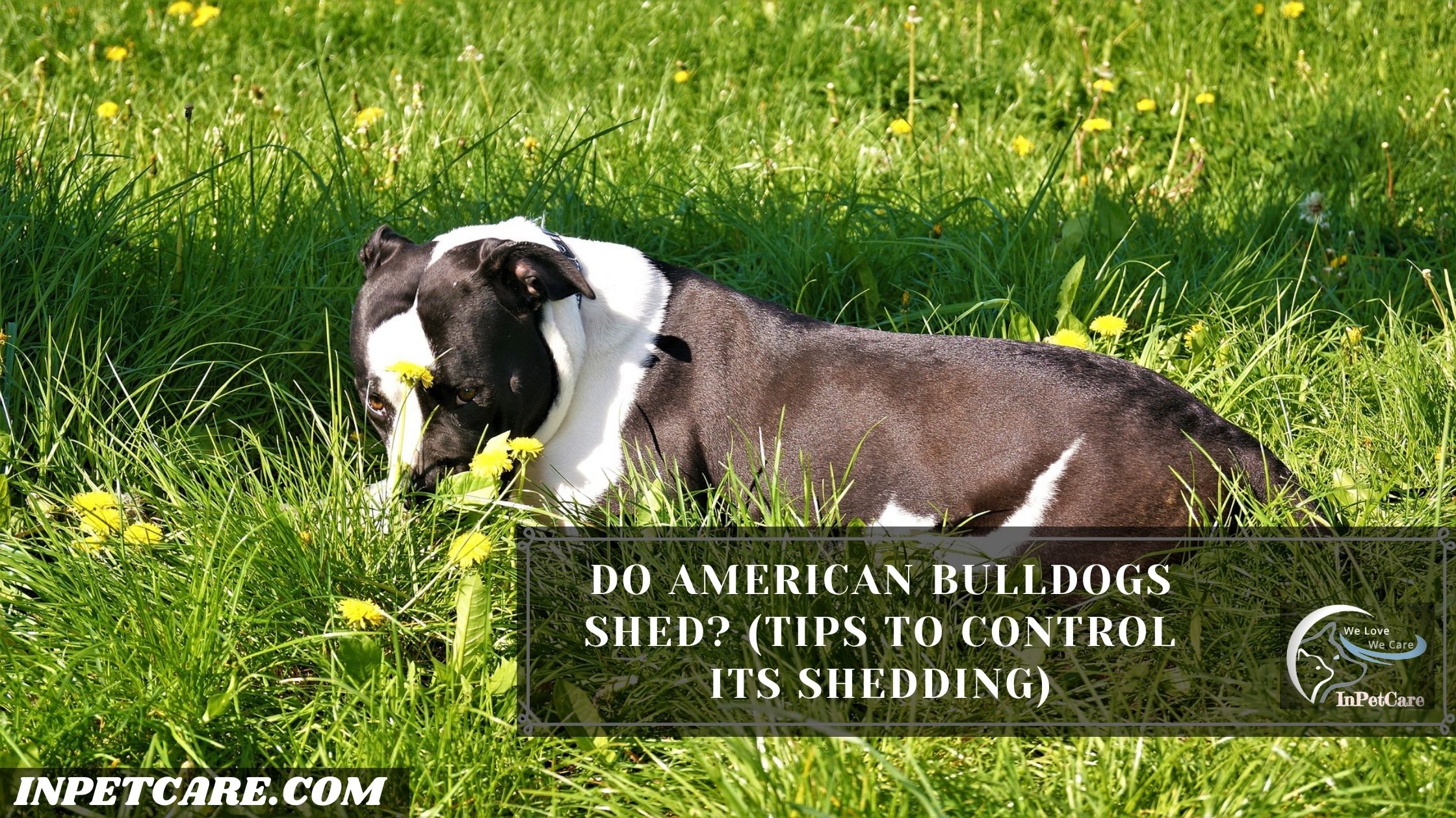 Do American Bulldogs Shed? (Tips To Control Its Shedding)