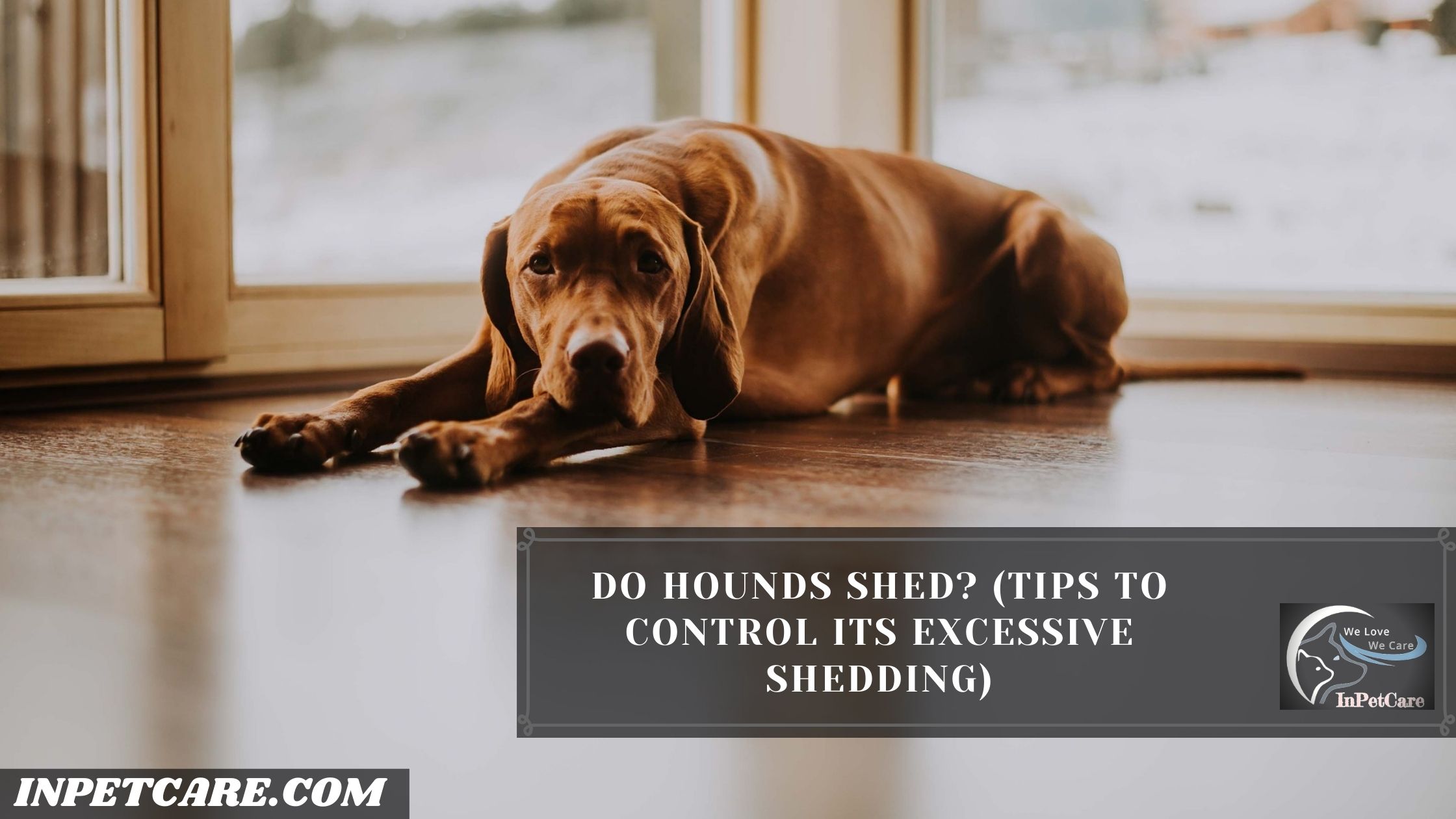 Do Hounds Shed? (Tips To Control Its Excessive Shedding)