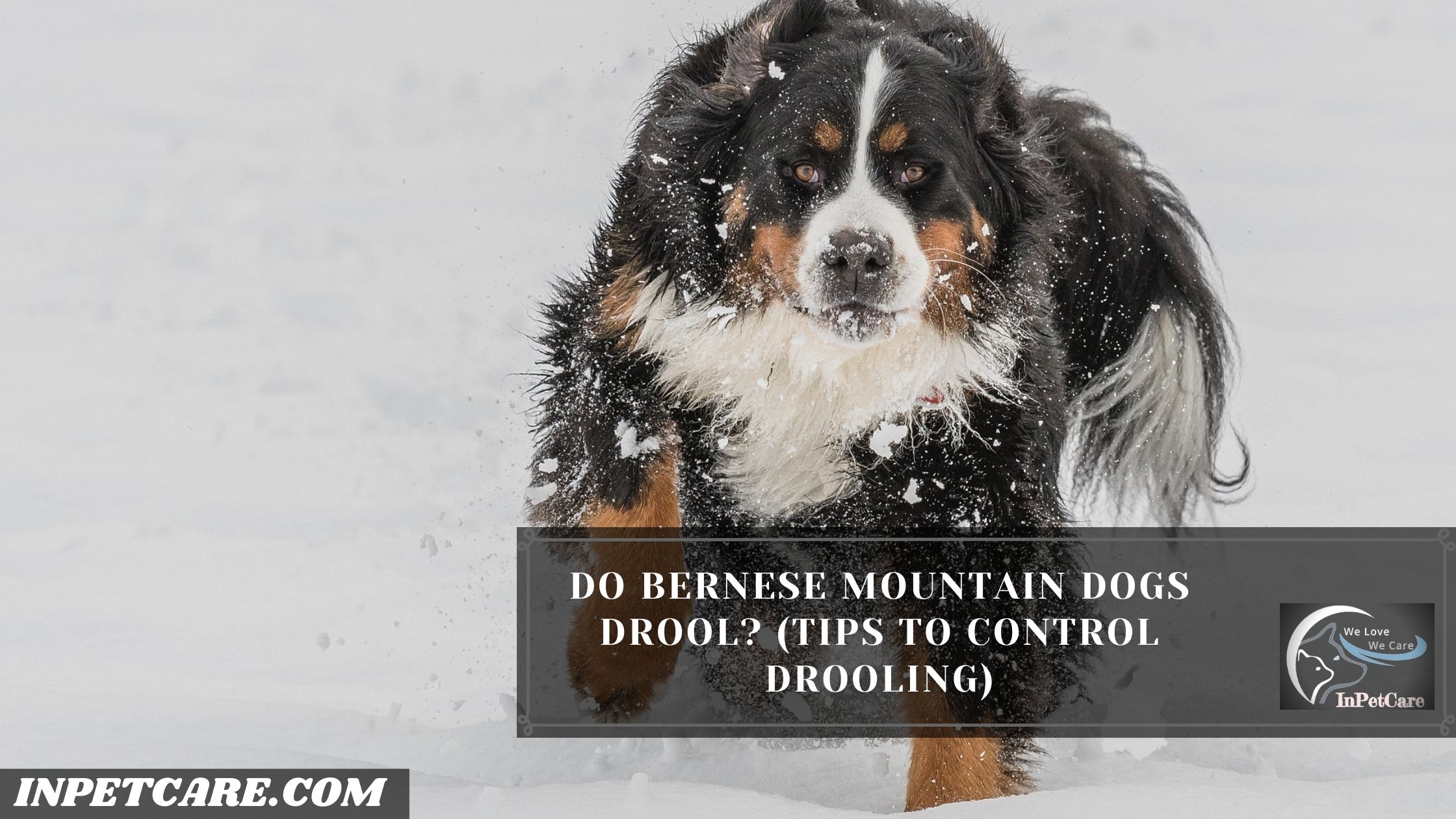 Do Bernese Mountain Dogs Drool? (Tips To Control Drooling)