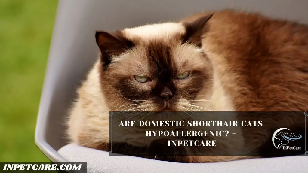 Are Domestic Shorthair Cats Hypoallergenic?
