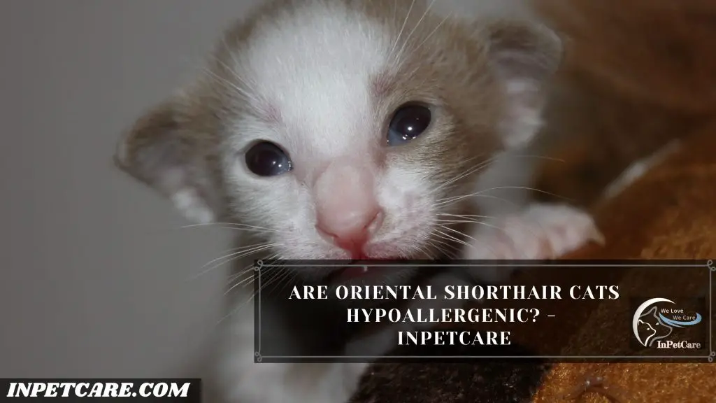 Are Oriental Shorthair Cats Hypoallergenic?