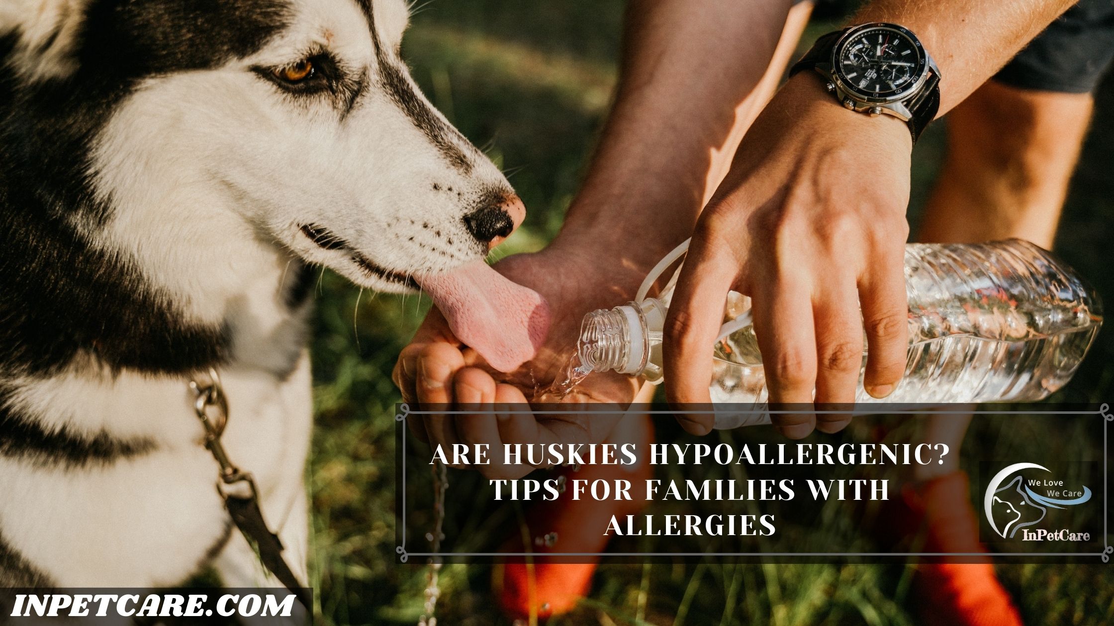 Are Huskies Hypoallergenic? Tips For Families With Allergies